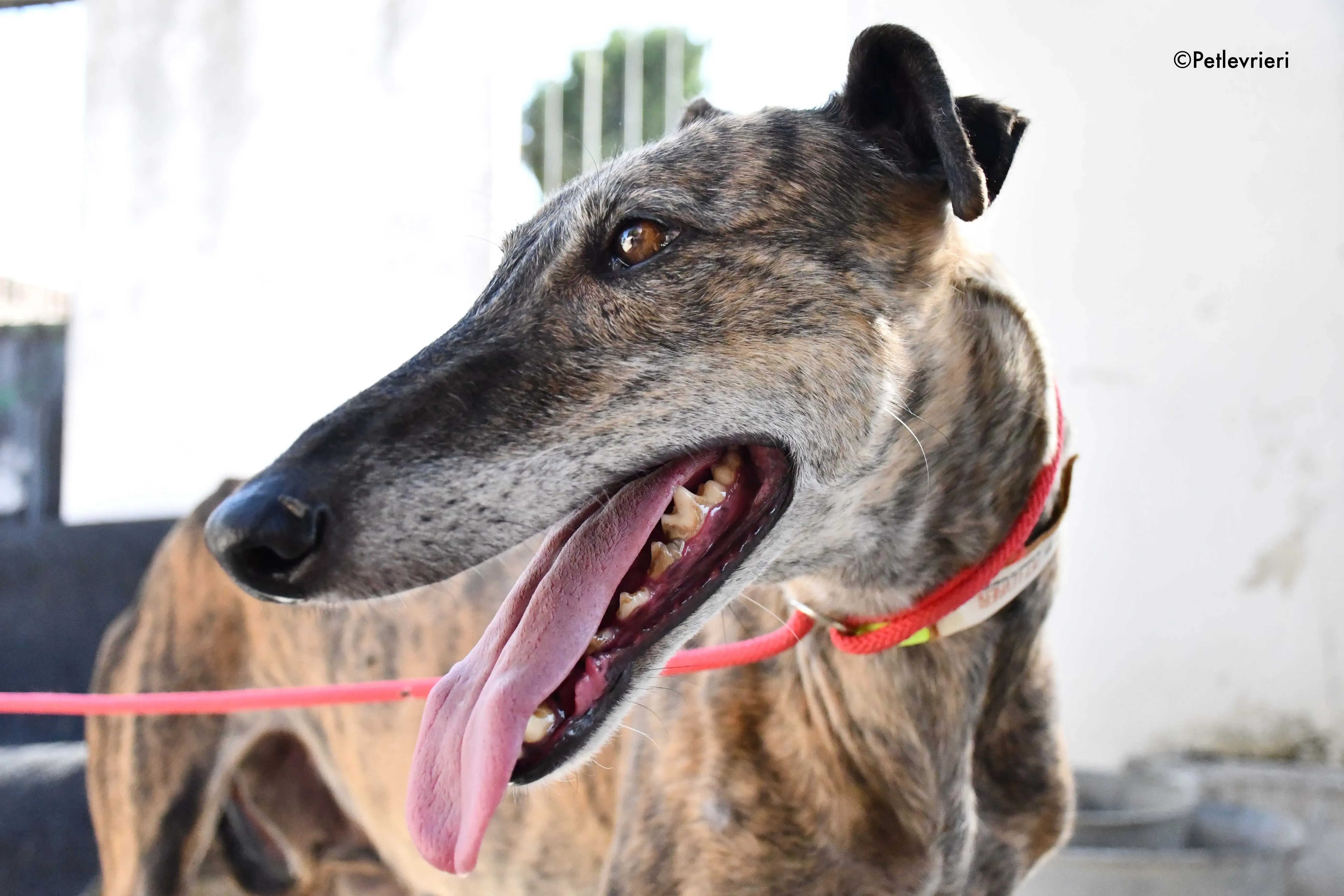 rapida adozione levrieri galgo 22