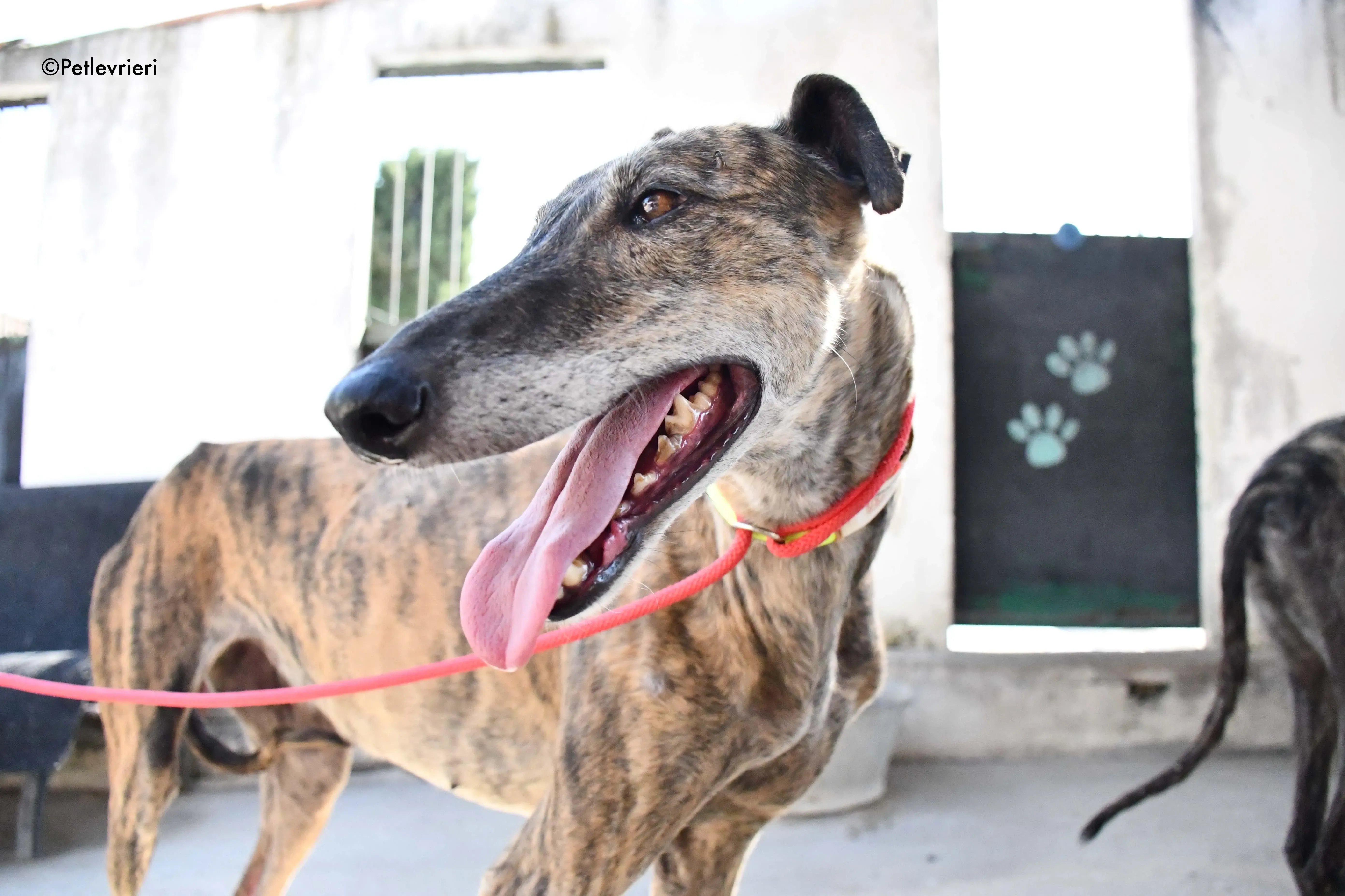 rapida adozione levrieri galgo 23