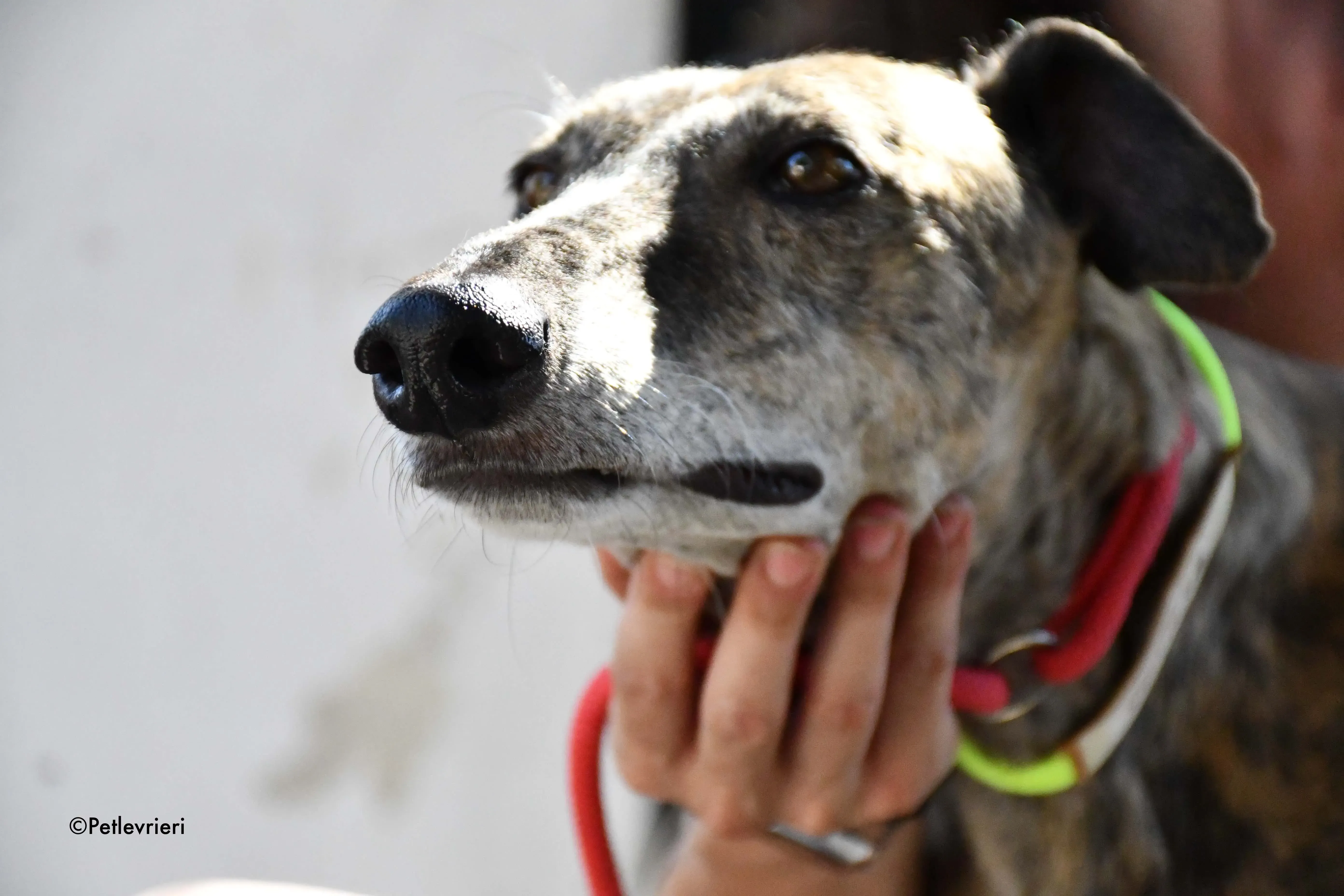 rapida adozione levrieri galgo 24