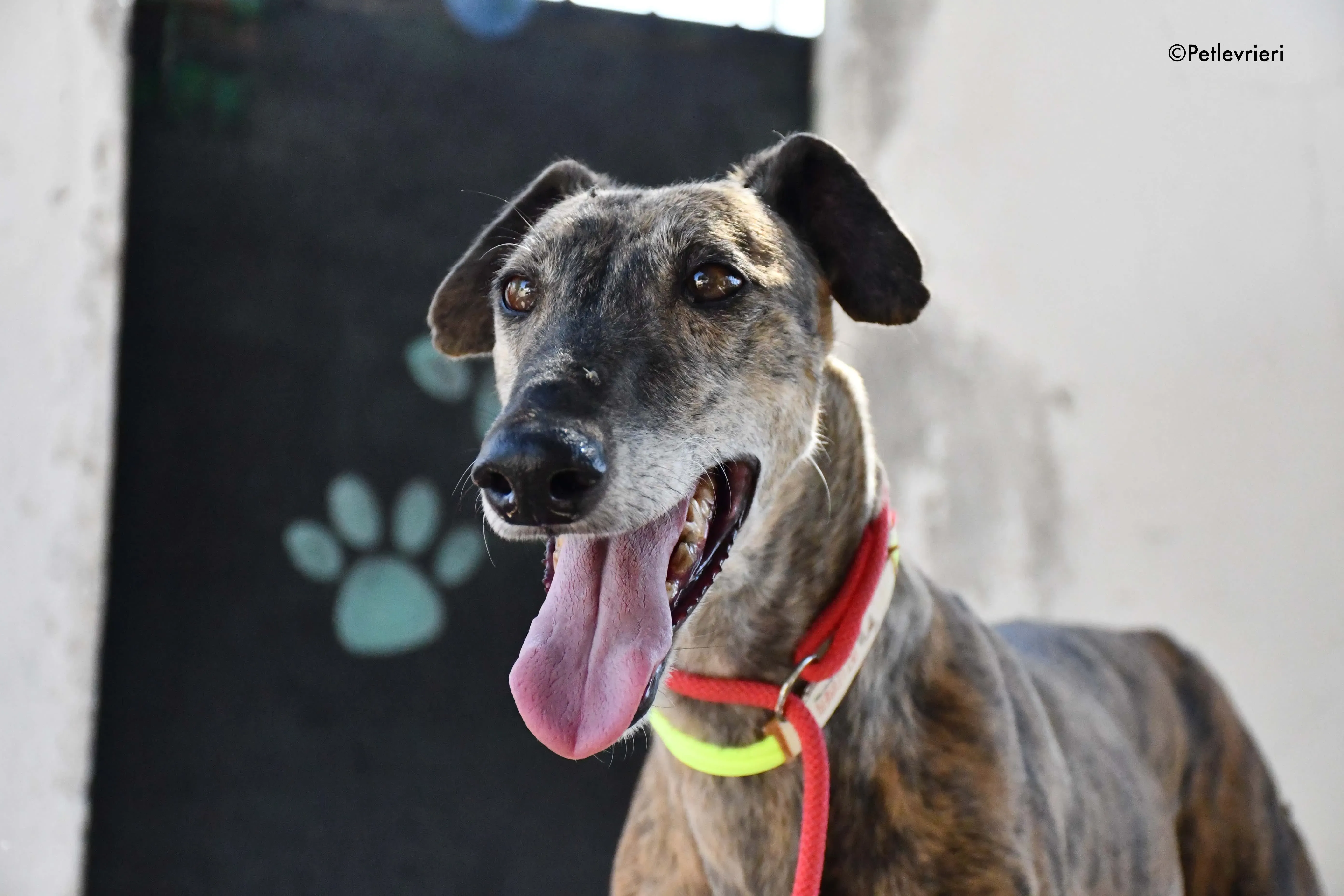 rapida adozione levrieri galgo 25