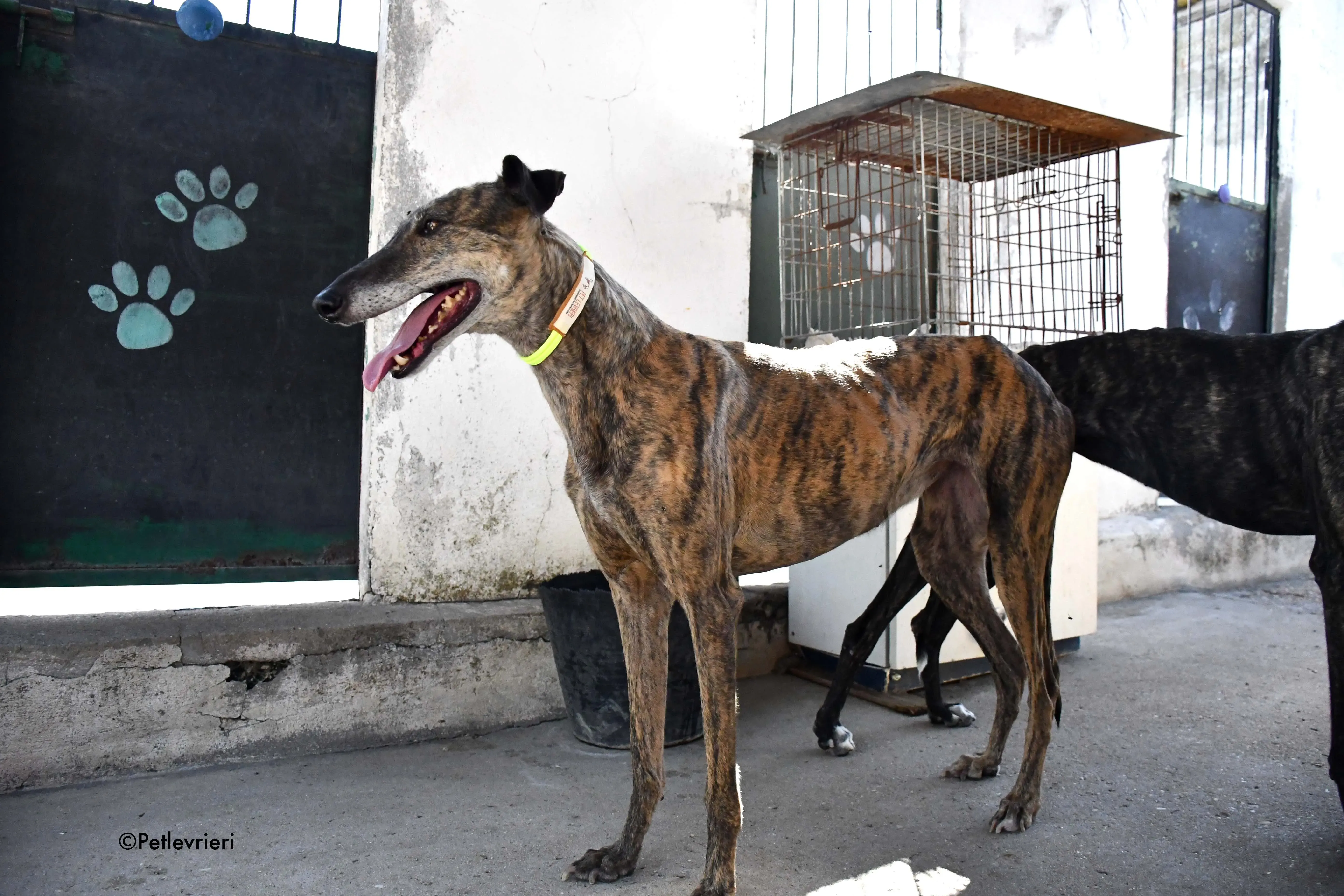 rapida adozione levrieri galgo 3