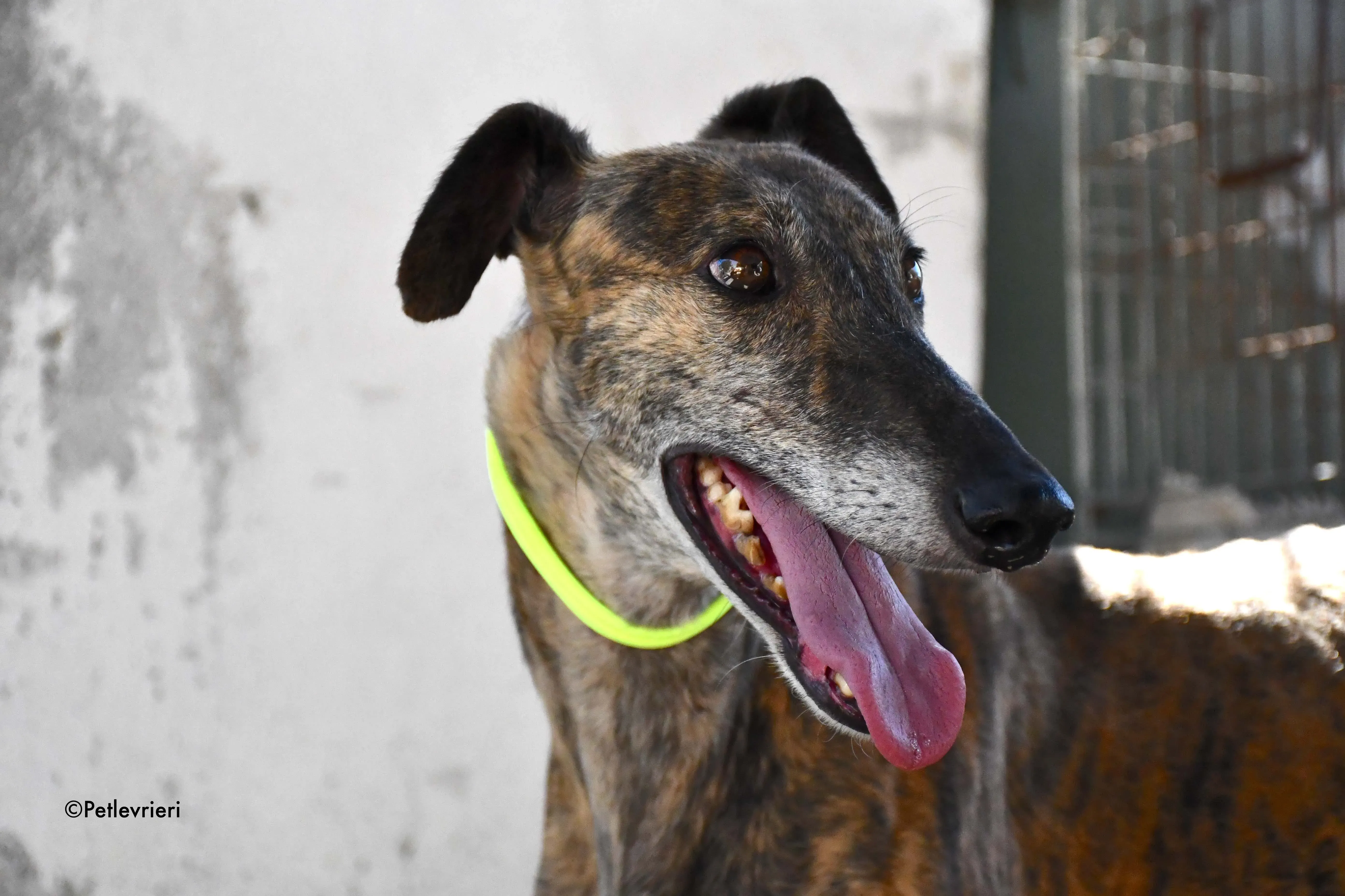 rapida adozione levrieri galgo 5