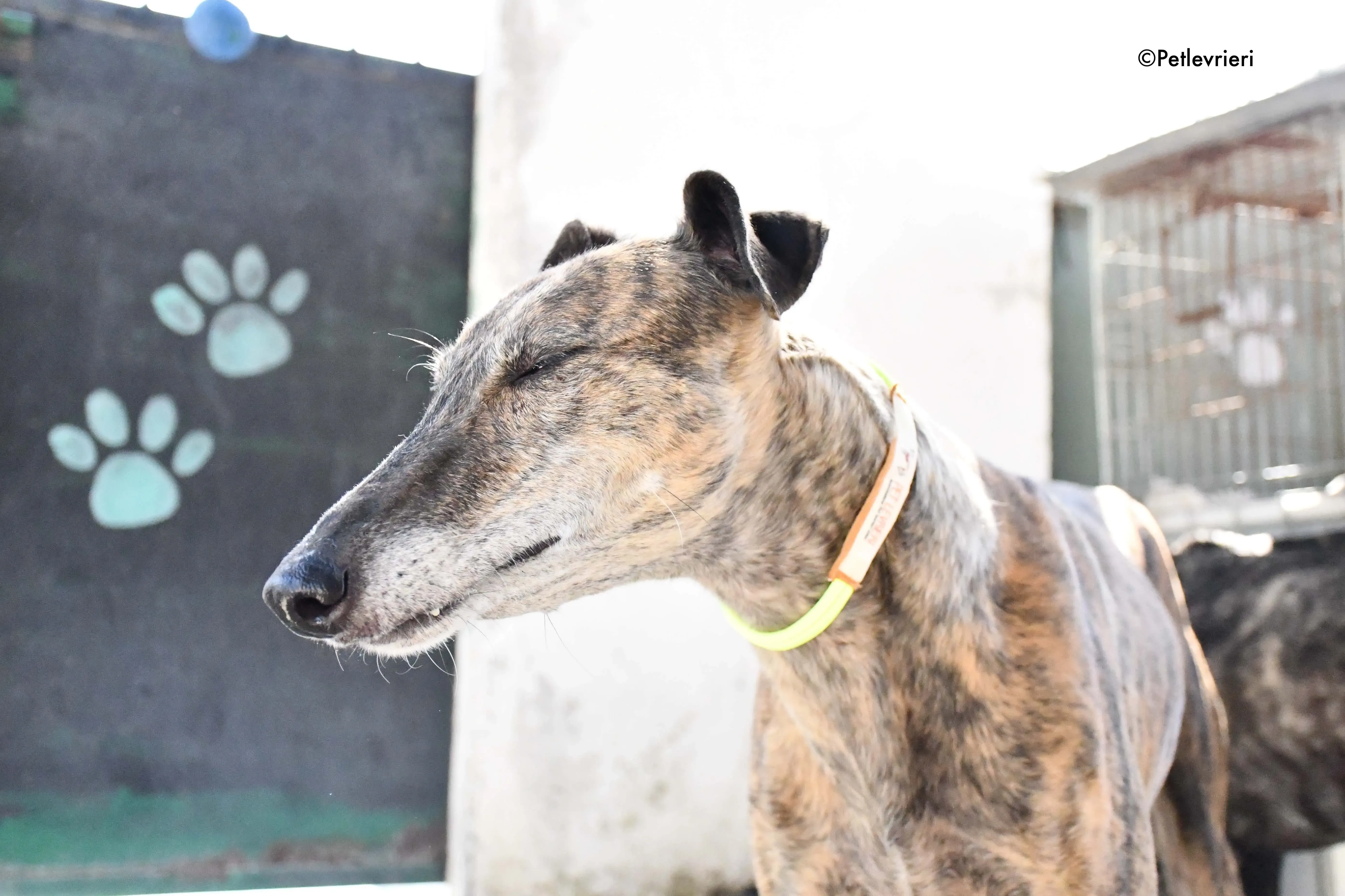 rapida adozione levrieri galgo 7