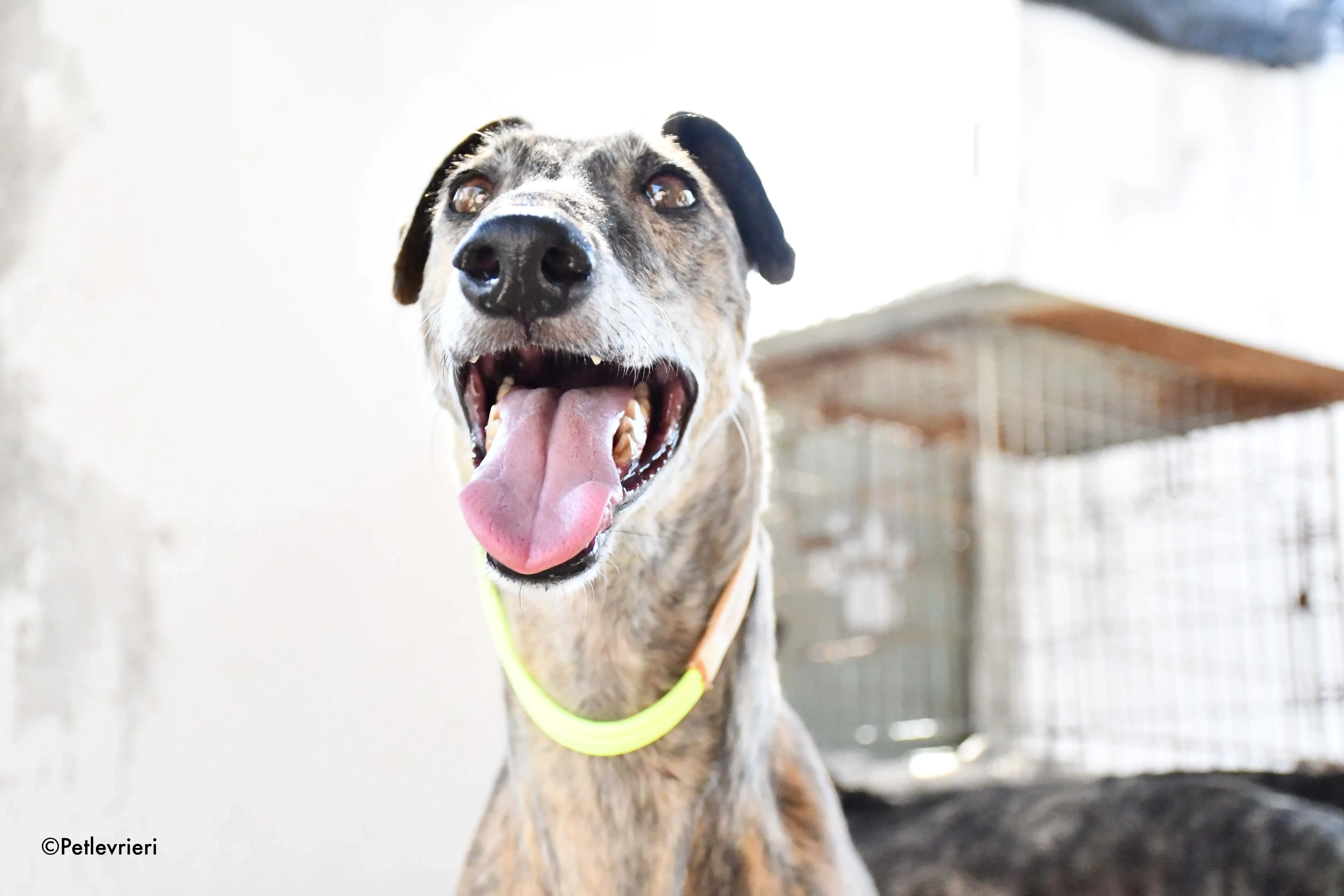 rapida adozione levrieri galgo 8