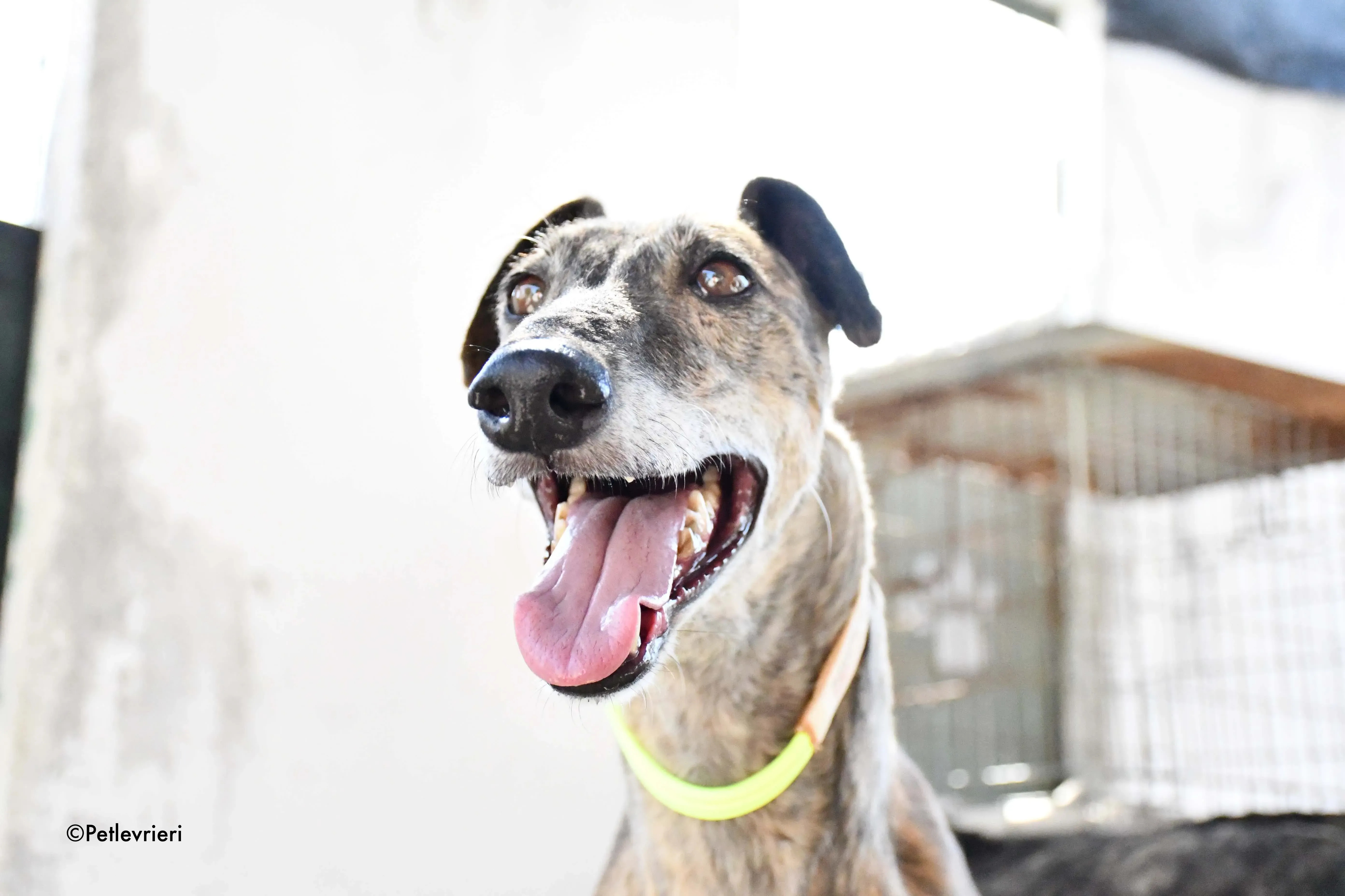 rapida adozione levrieri galgo 9