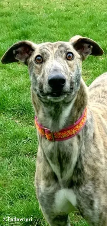 rashford adozione levrieri greyhound 1