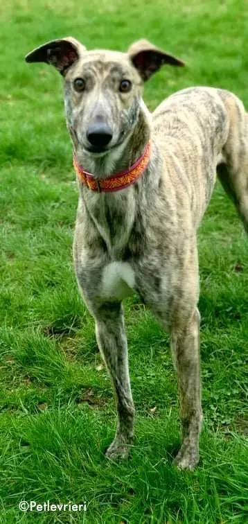 rashford adozione levrieri greyhound 3