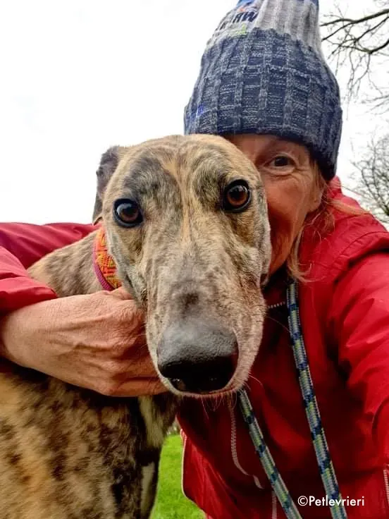 rashford adozione levrieri greyhound 4