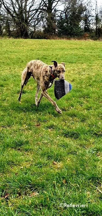 rashford adozione levrieri greyhound 5