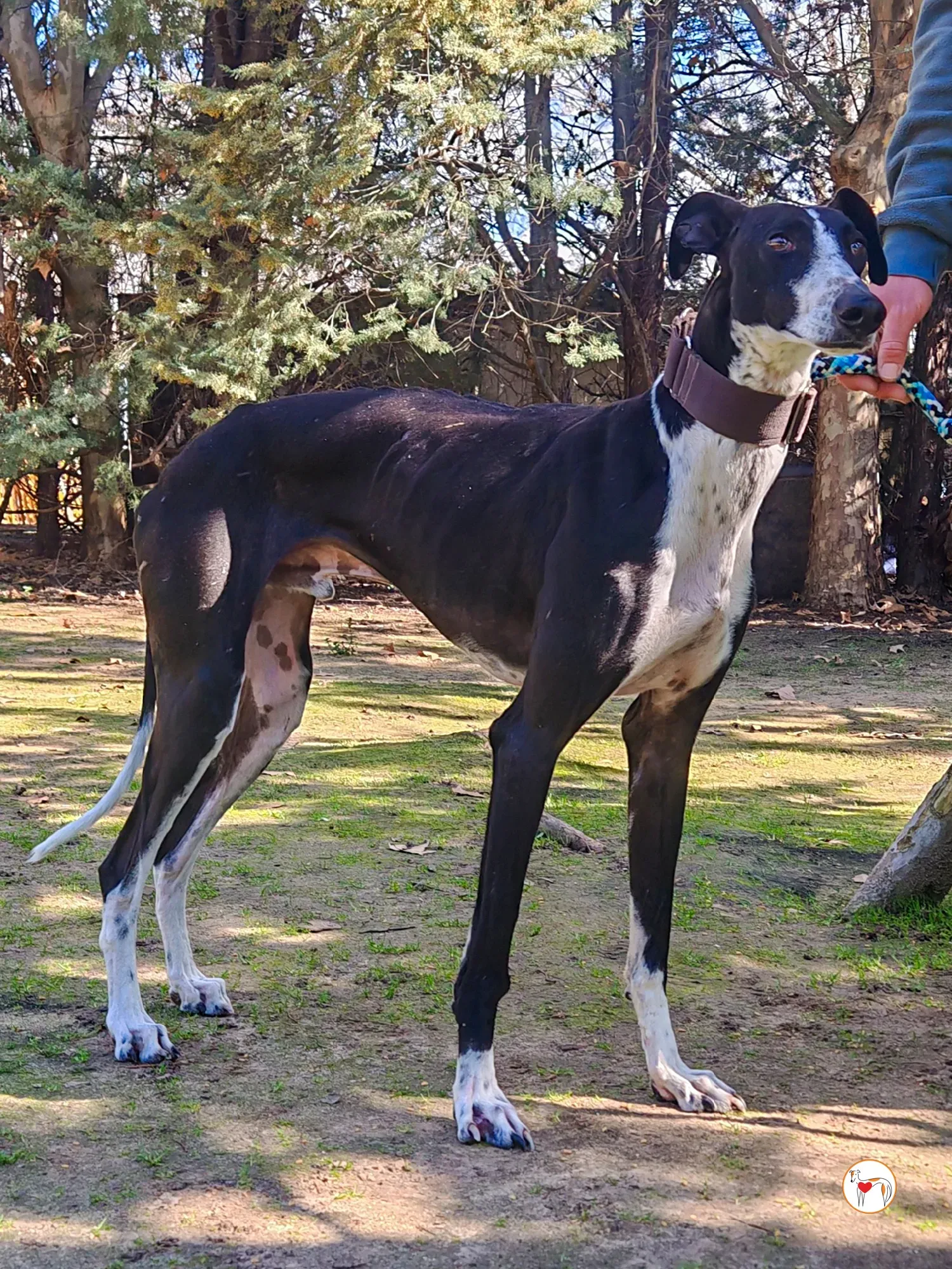 raton galgo adozione 01