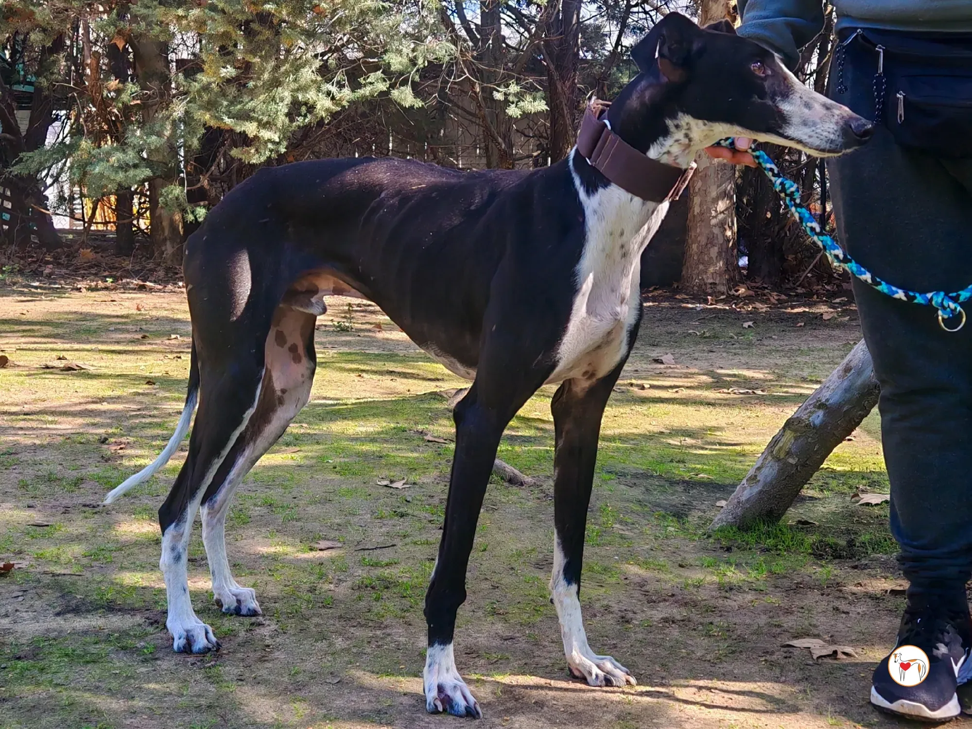 raton galgo adozione 02