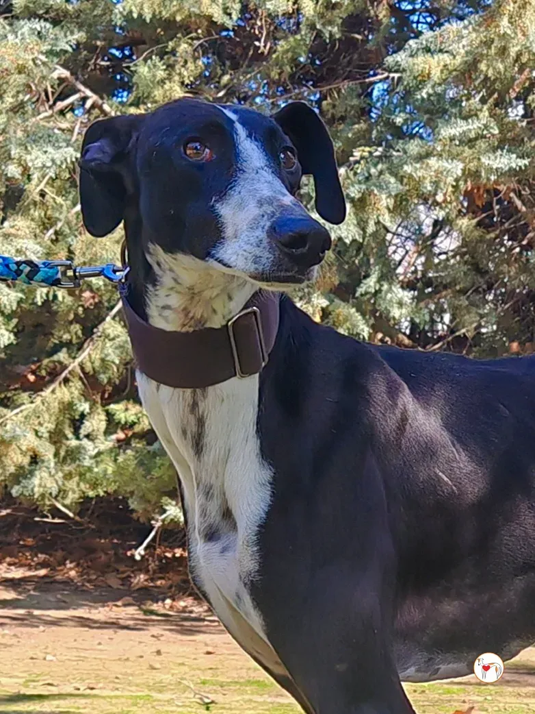 raton galgo adozione 04