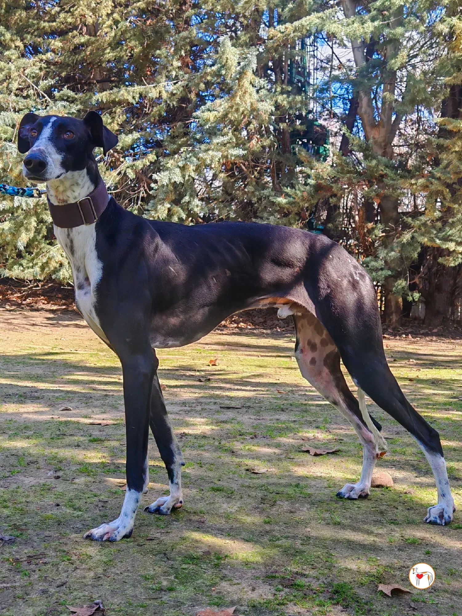 raton galgo adozione 05