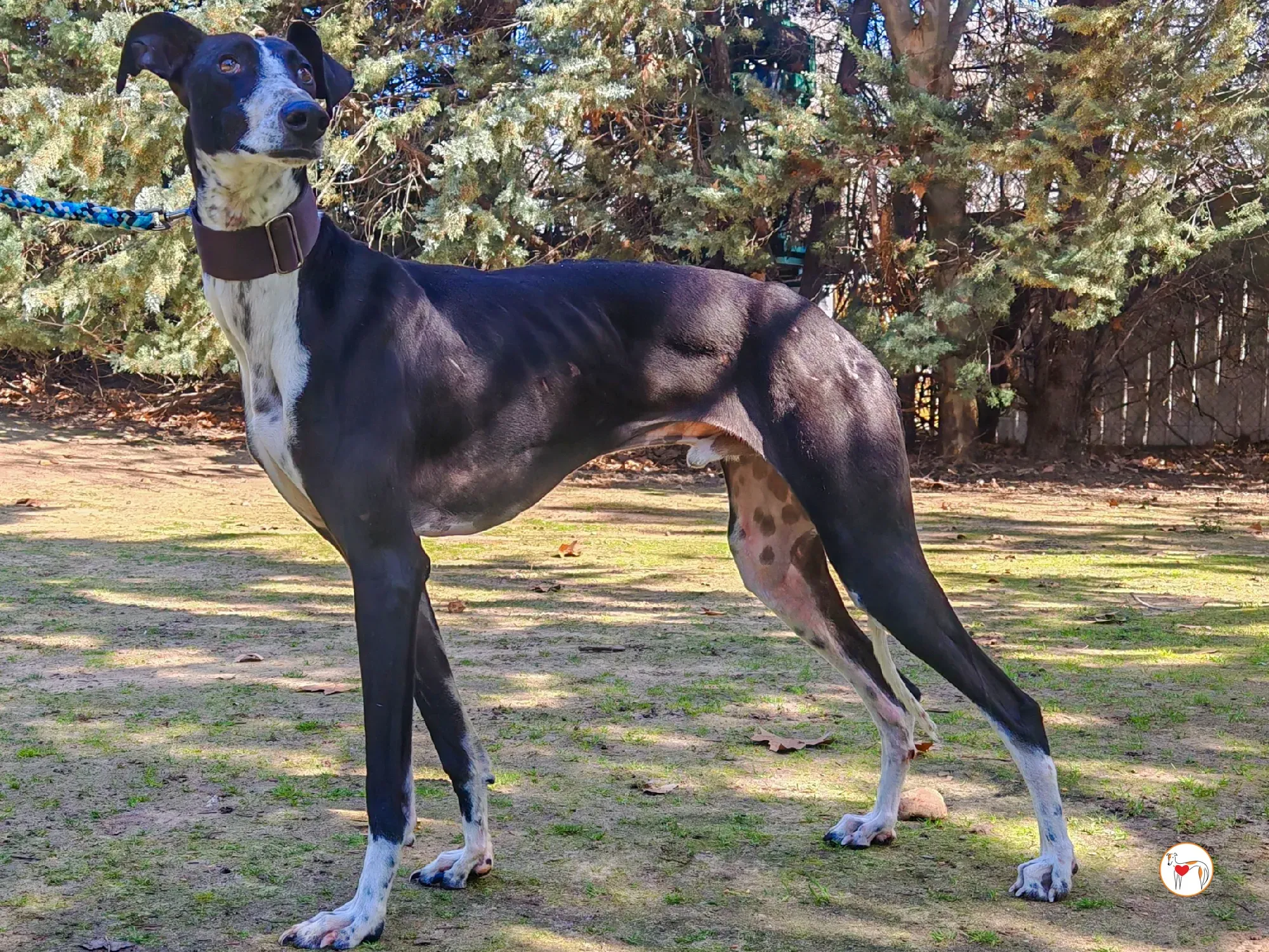 raton galgo adozione 06