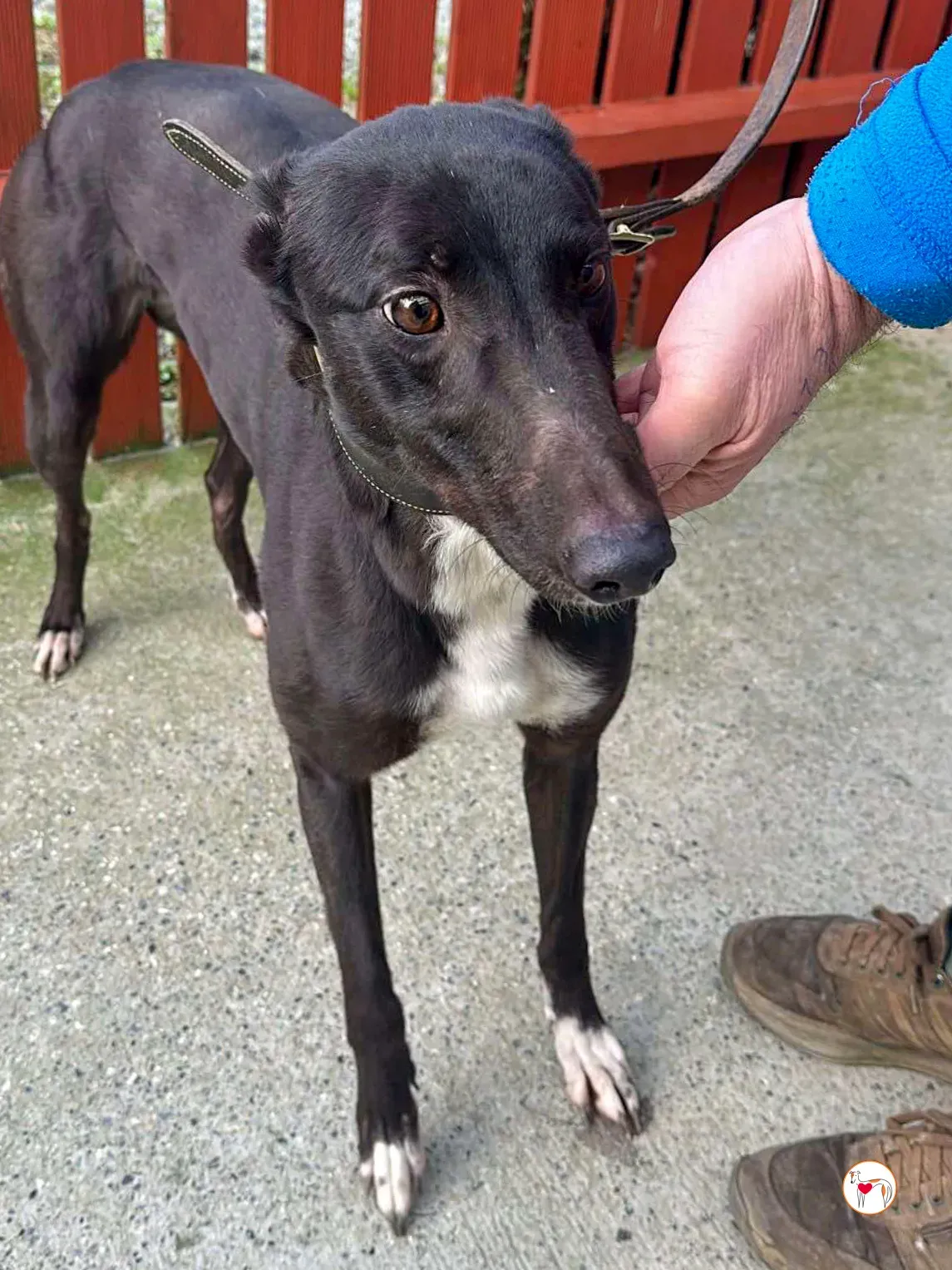 raven grey adozione 01