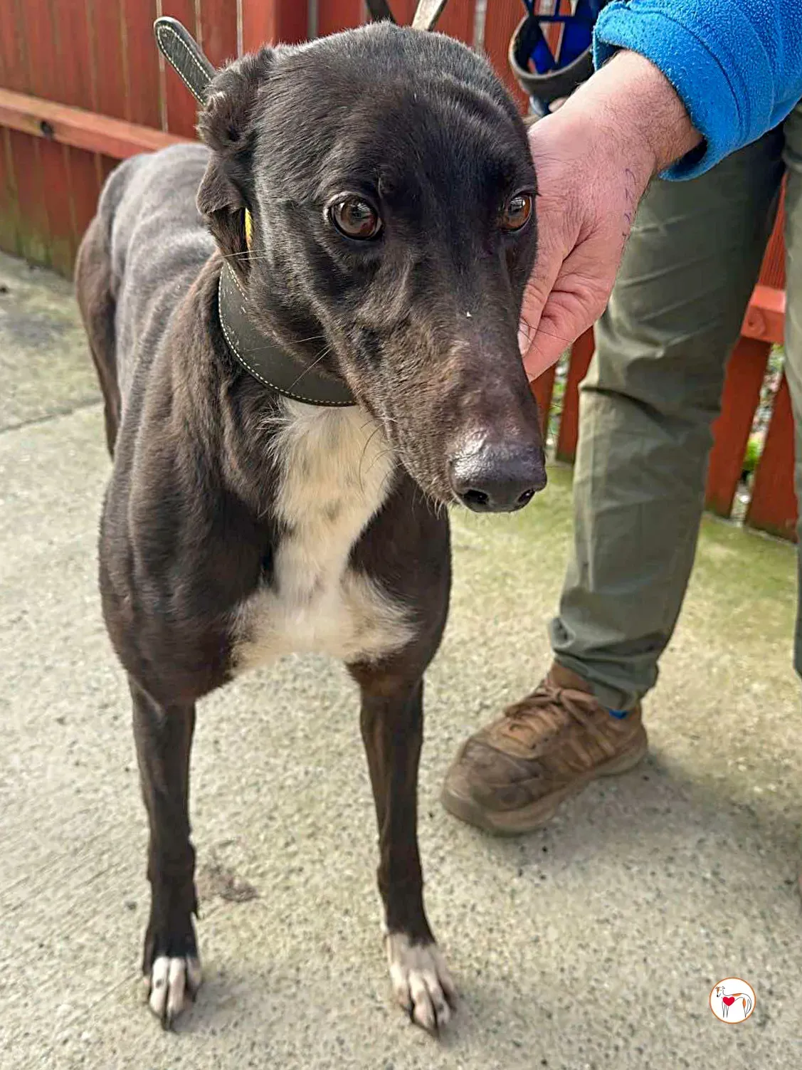 raven grey adozione 02