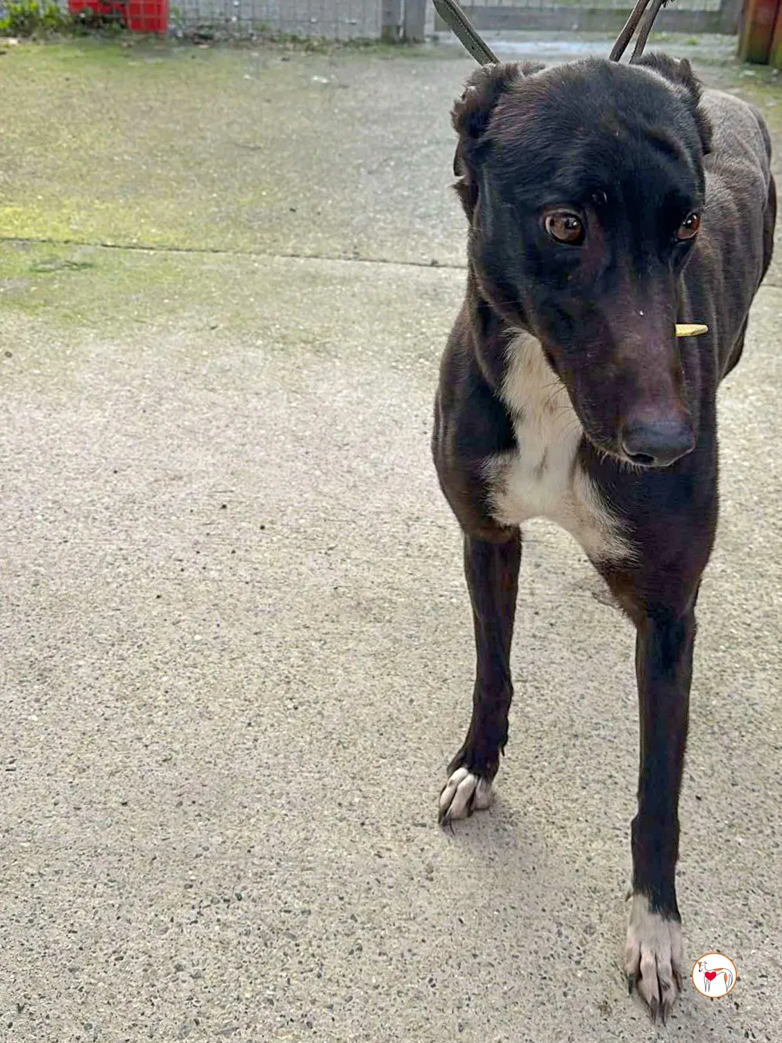 raven grey adozione 03