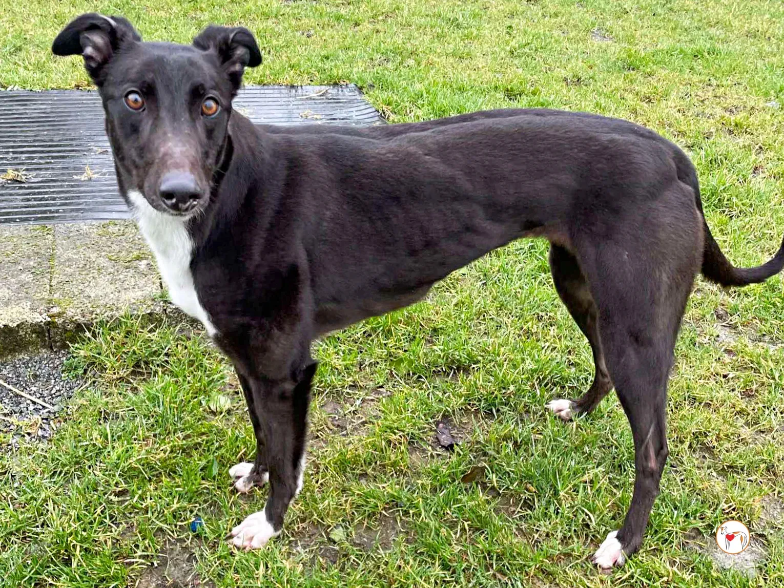 raven grey adozione 04