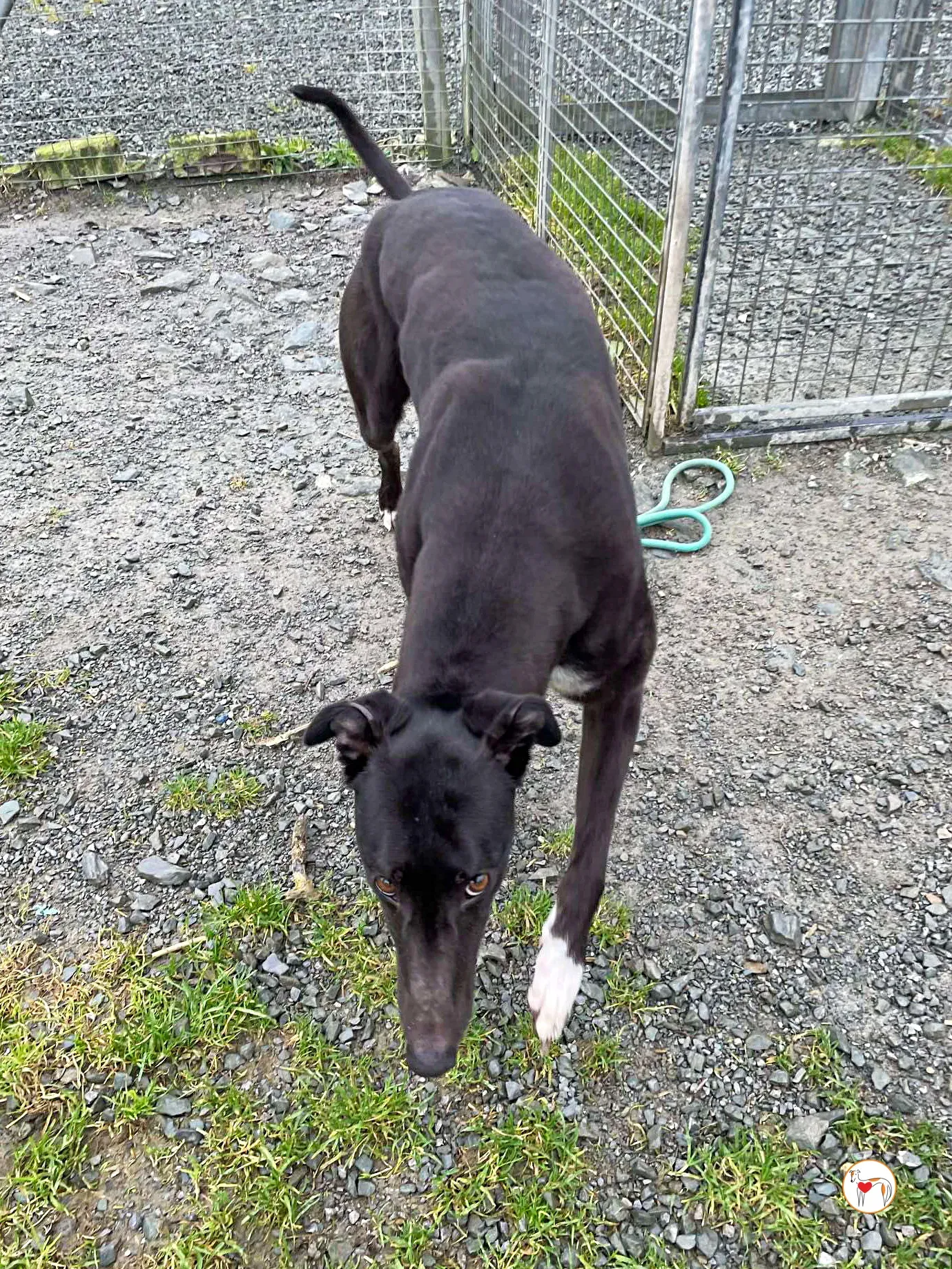 raven grey adozione 05