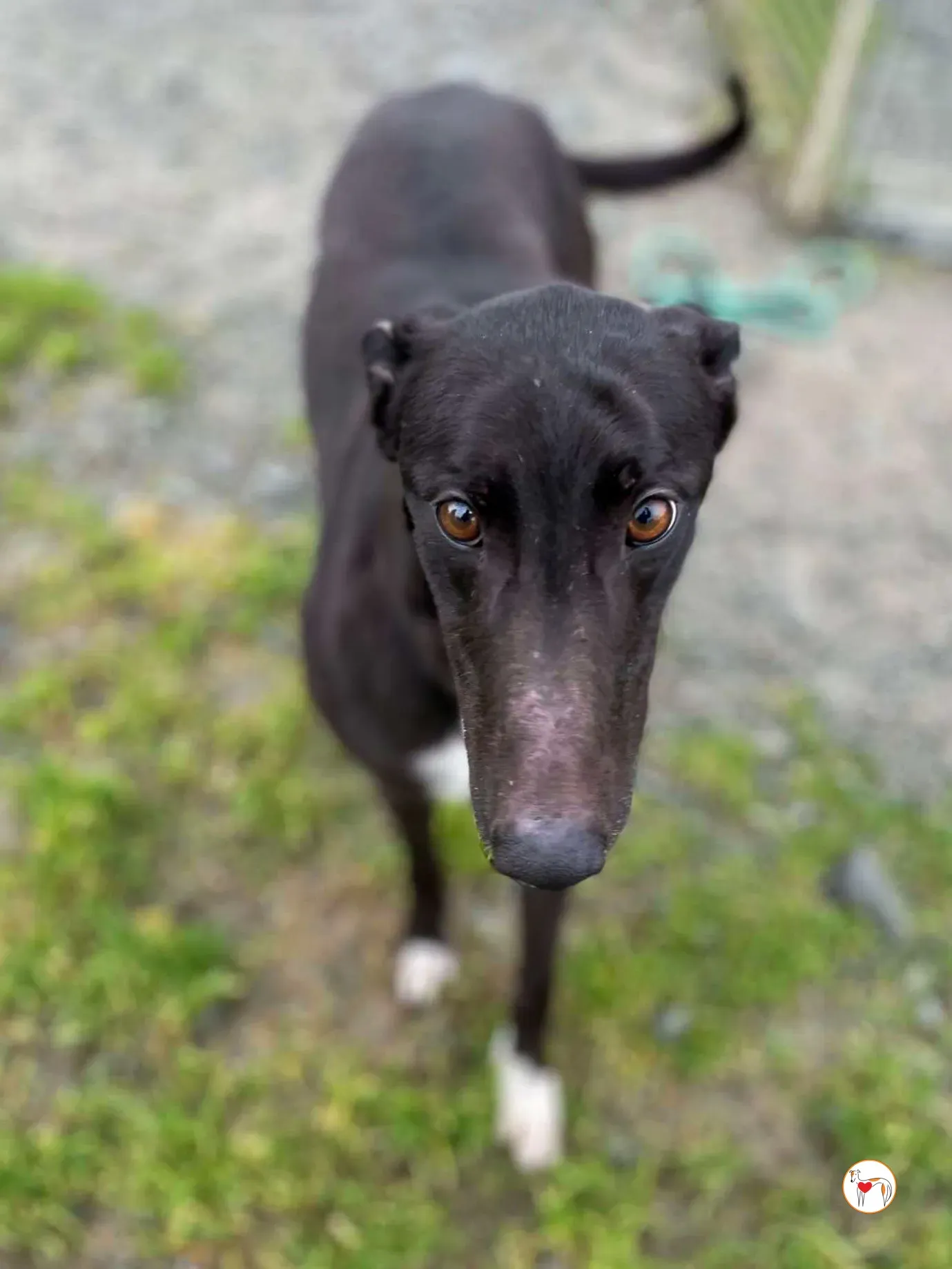 raven grey adozione 06