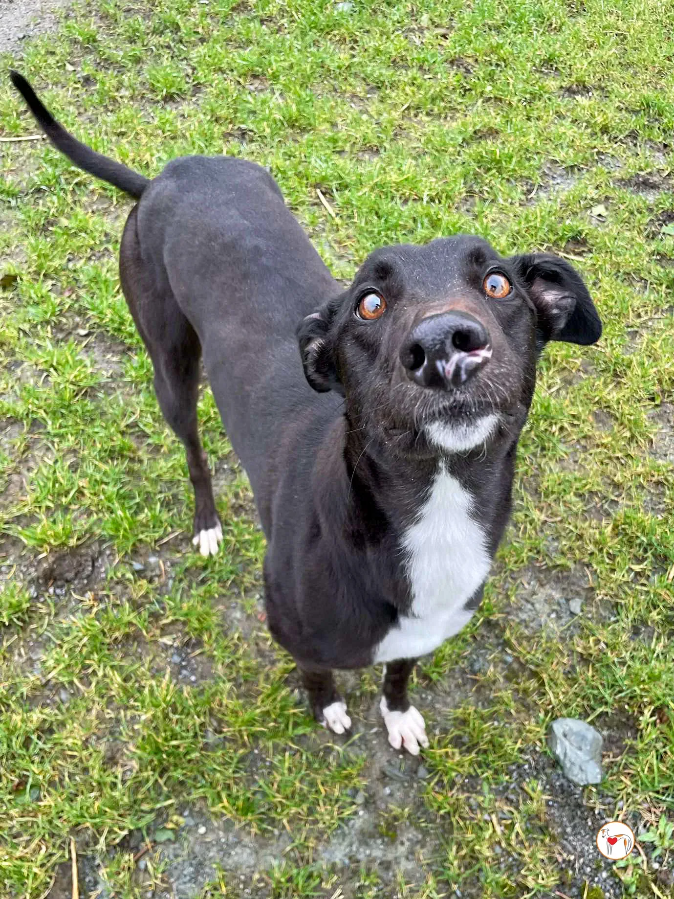 raven grey adozione 07