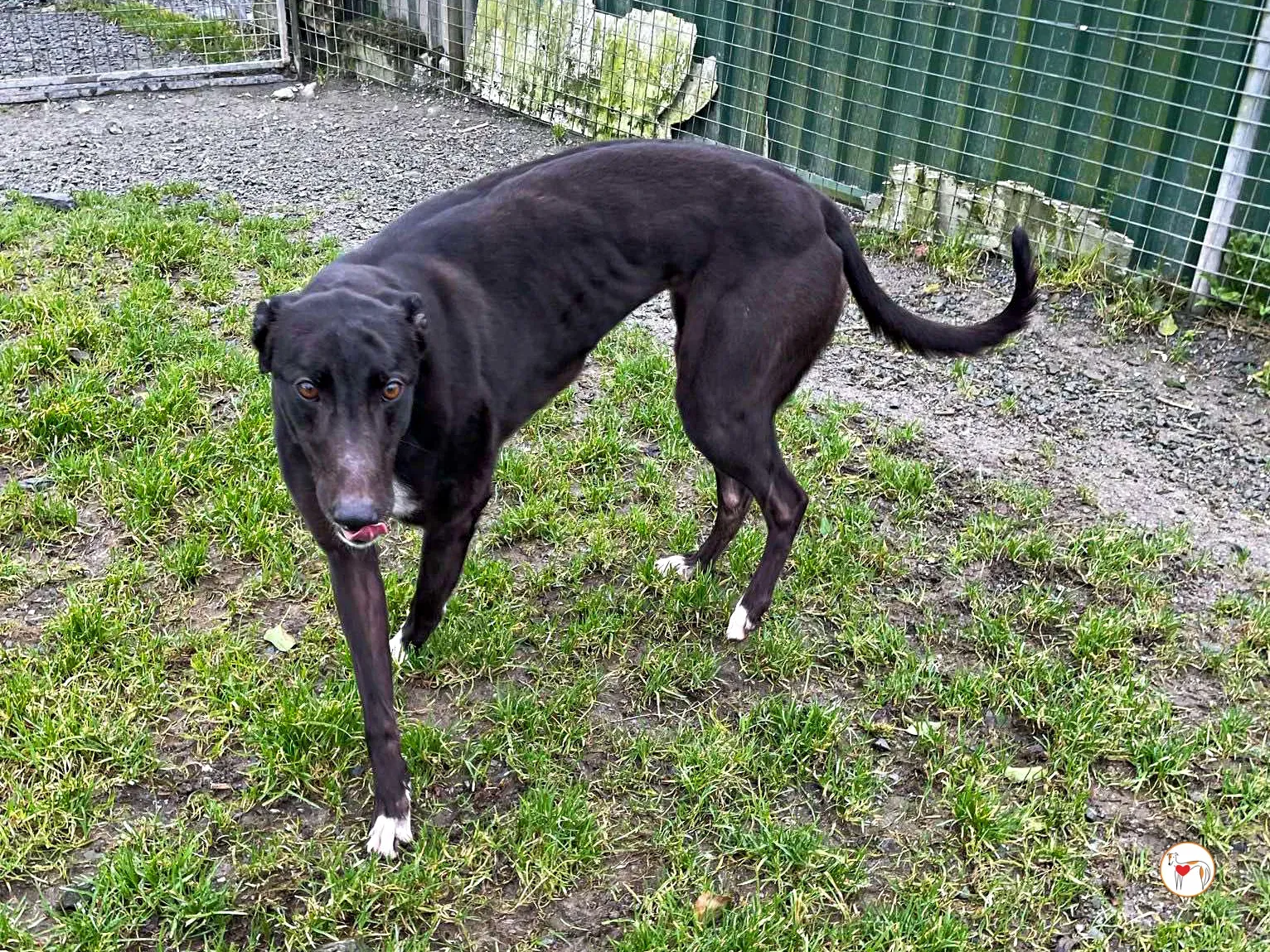 raven grey adozione 08