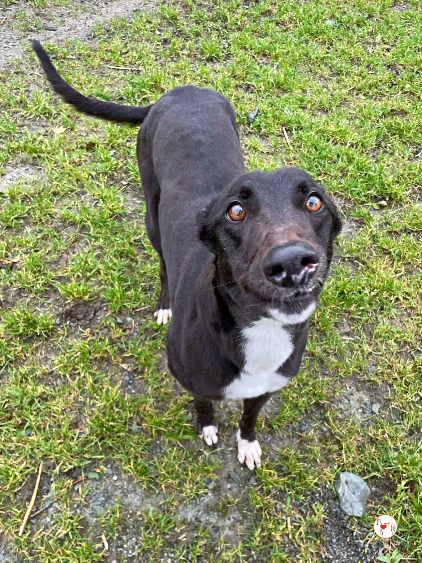 raven grey adozione 09