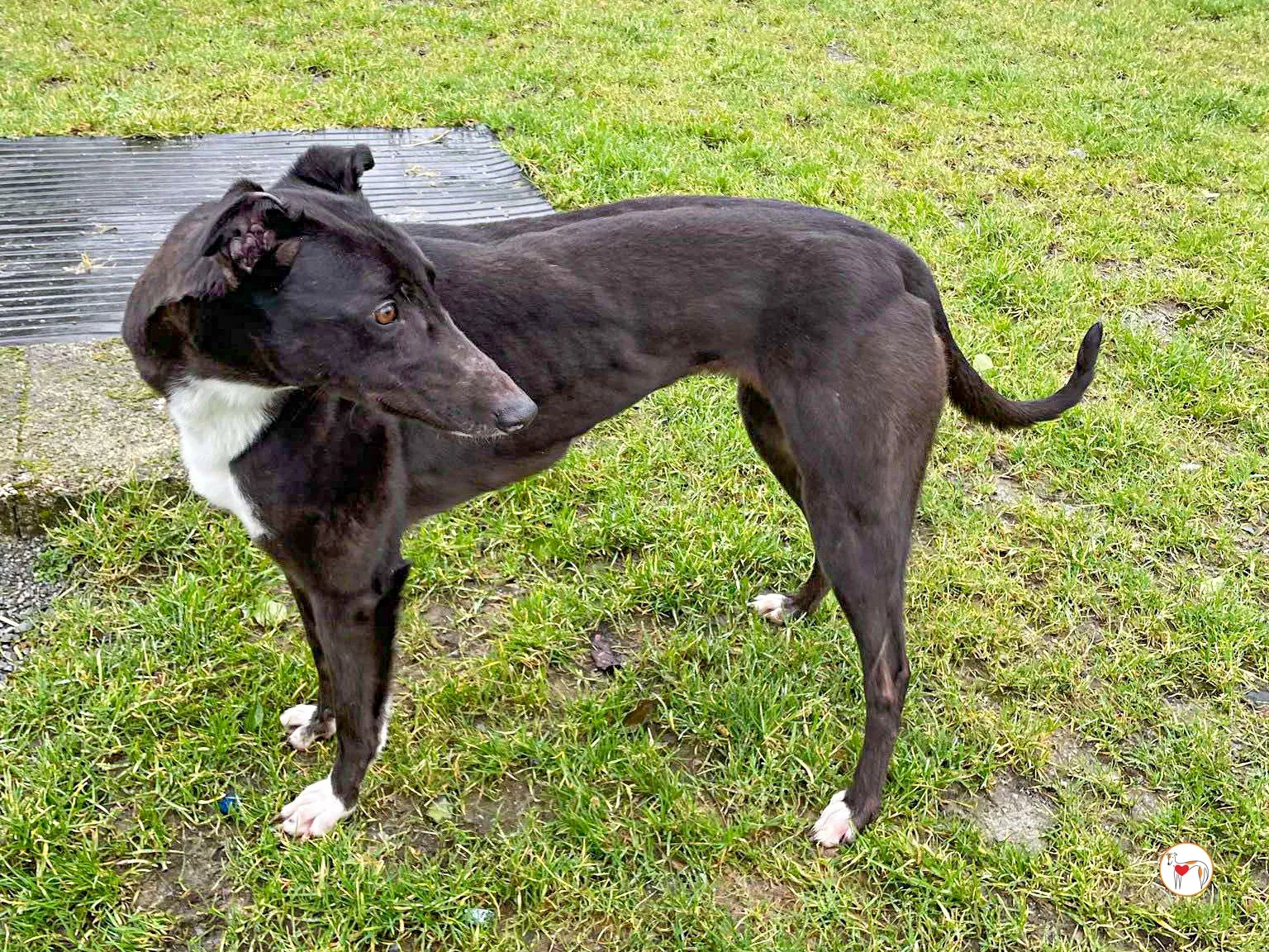 raven grey adozione 10