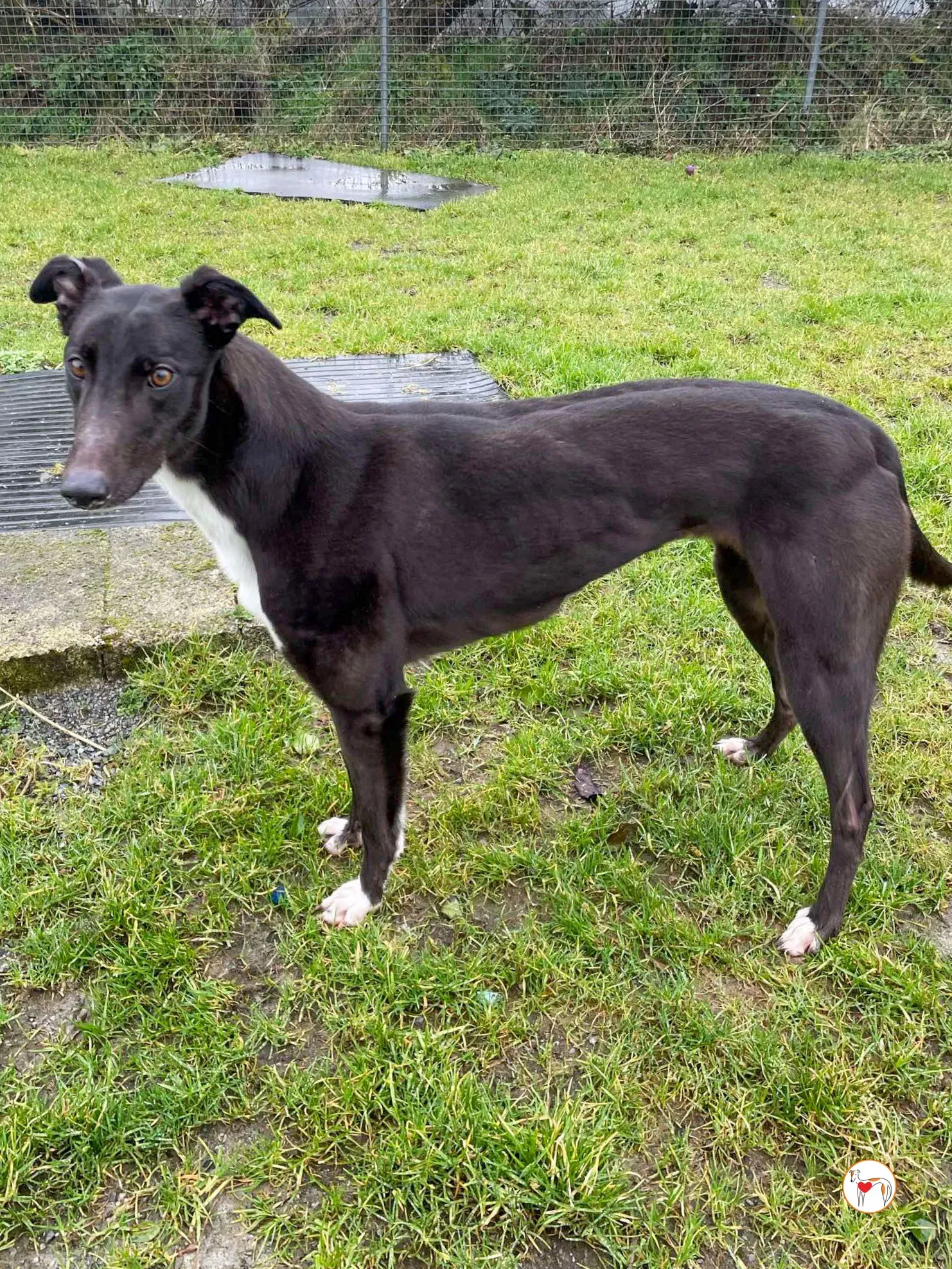 raven grey adozione 11