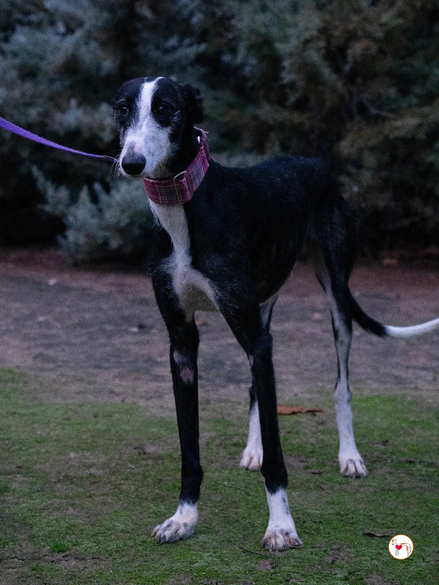 ray galgo adozione 1