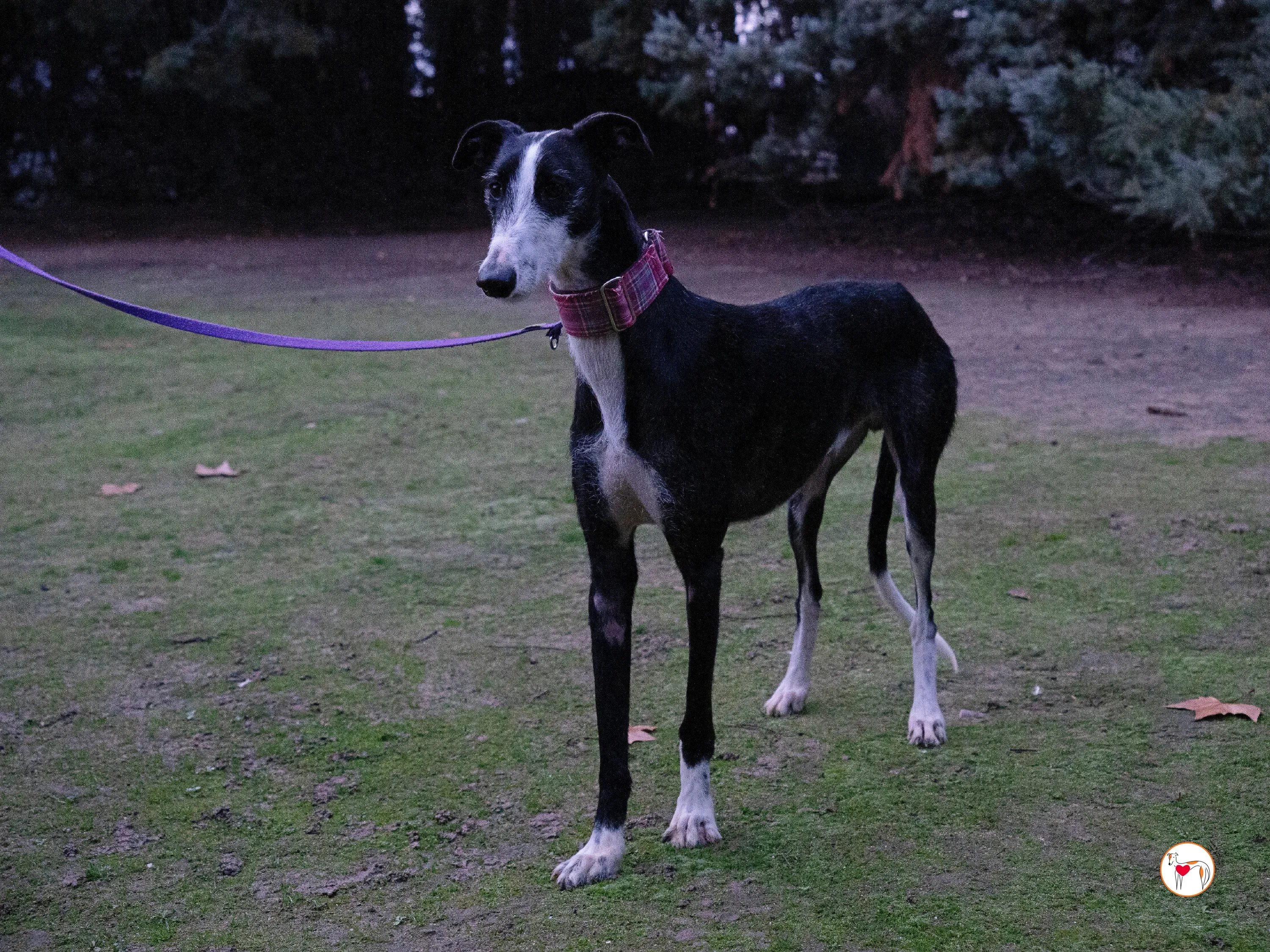 ray galgo adozione 10