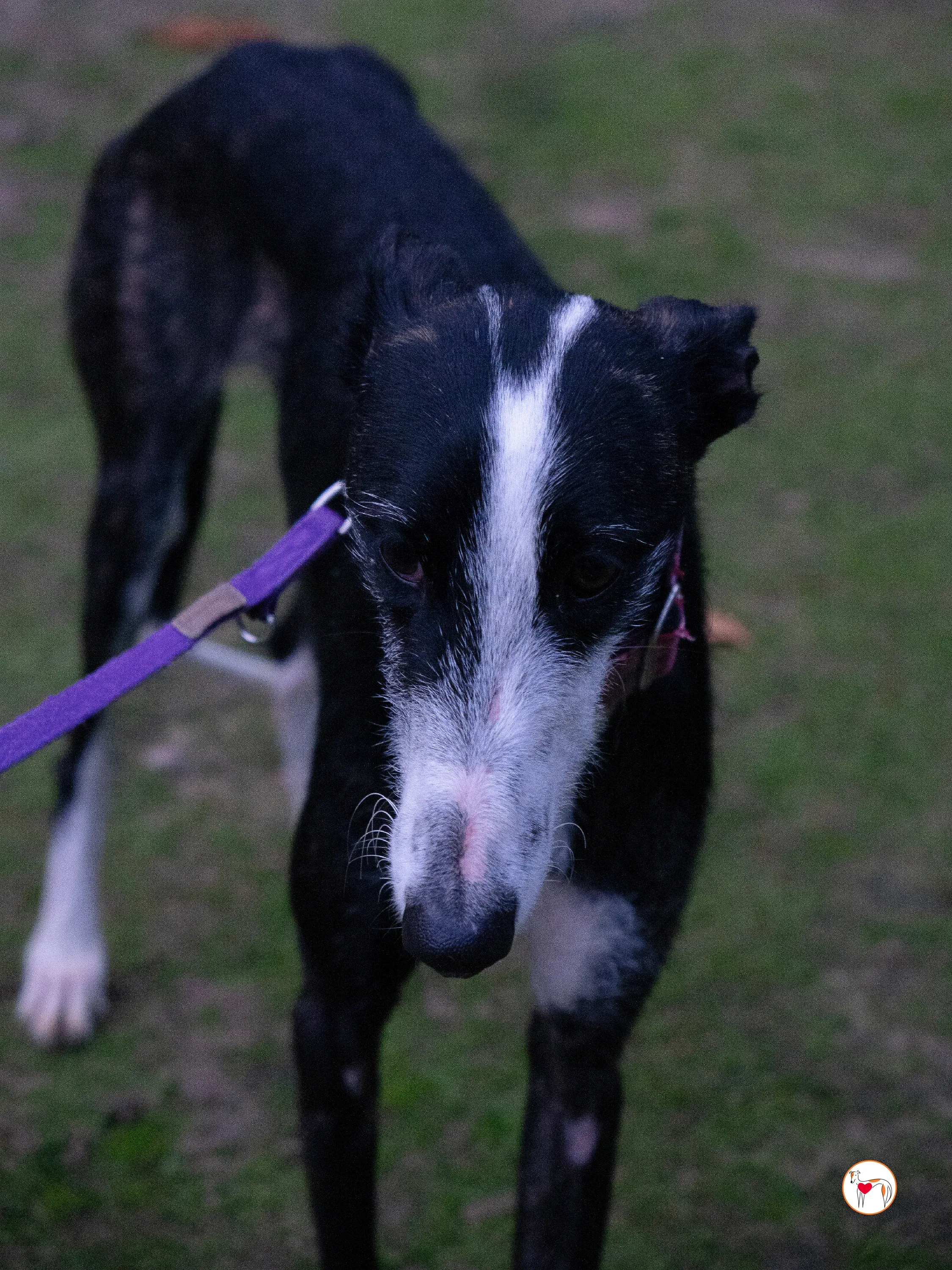 ray galgo adozione 11