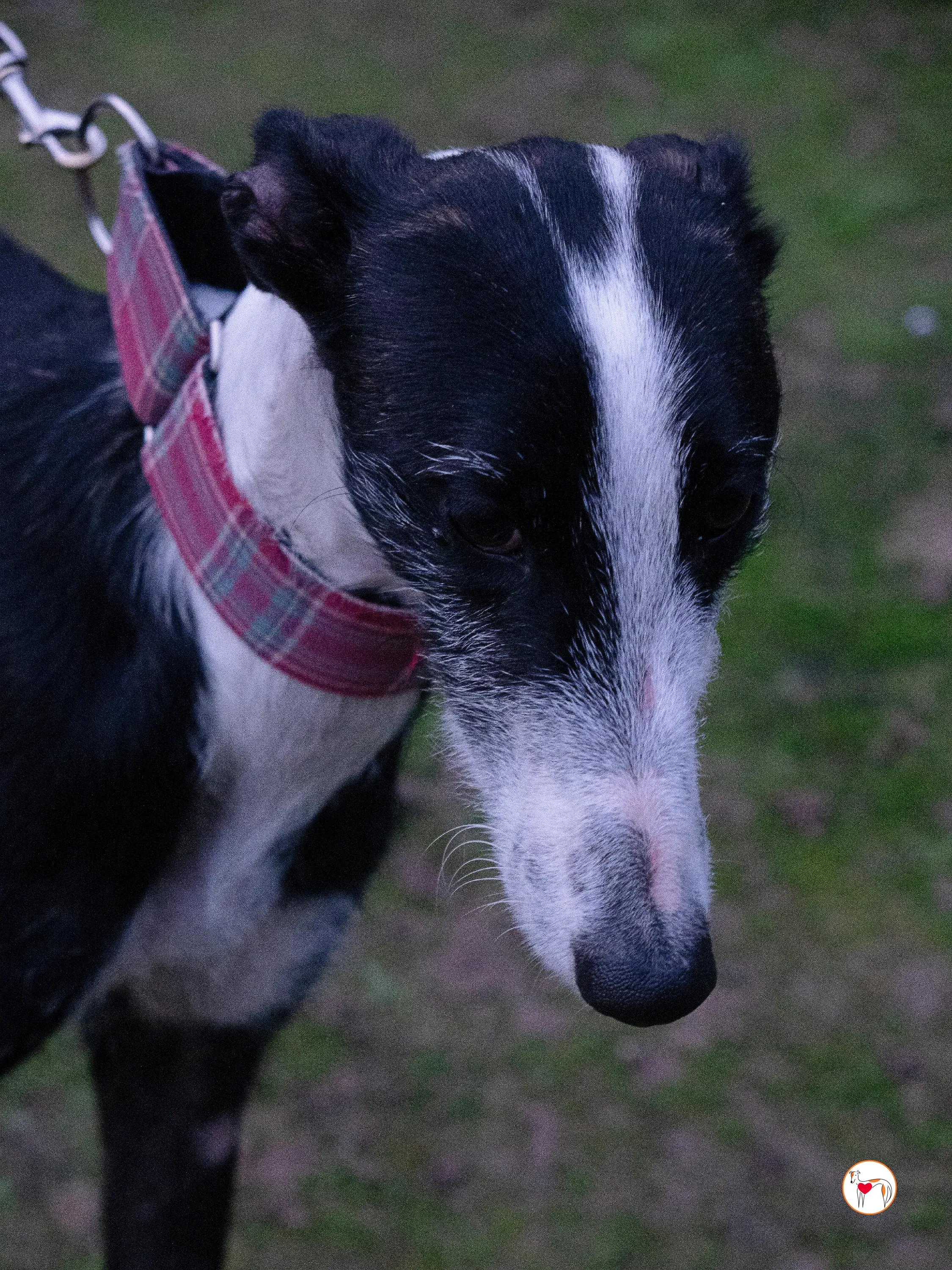 ray galgo adozione 12