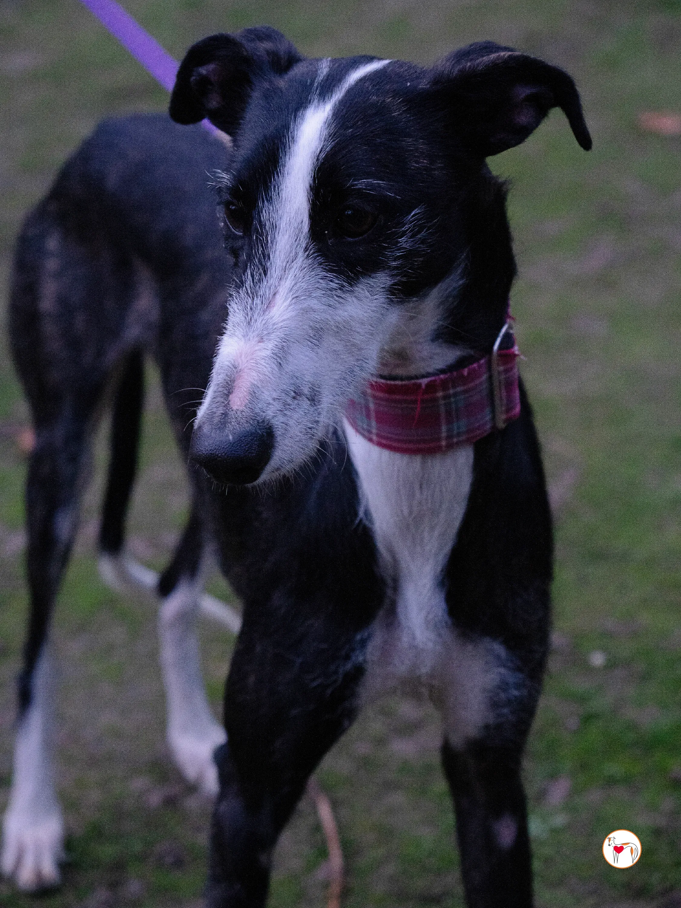 ray galgo adozione 13