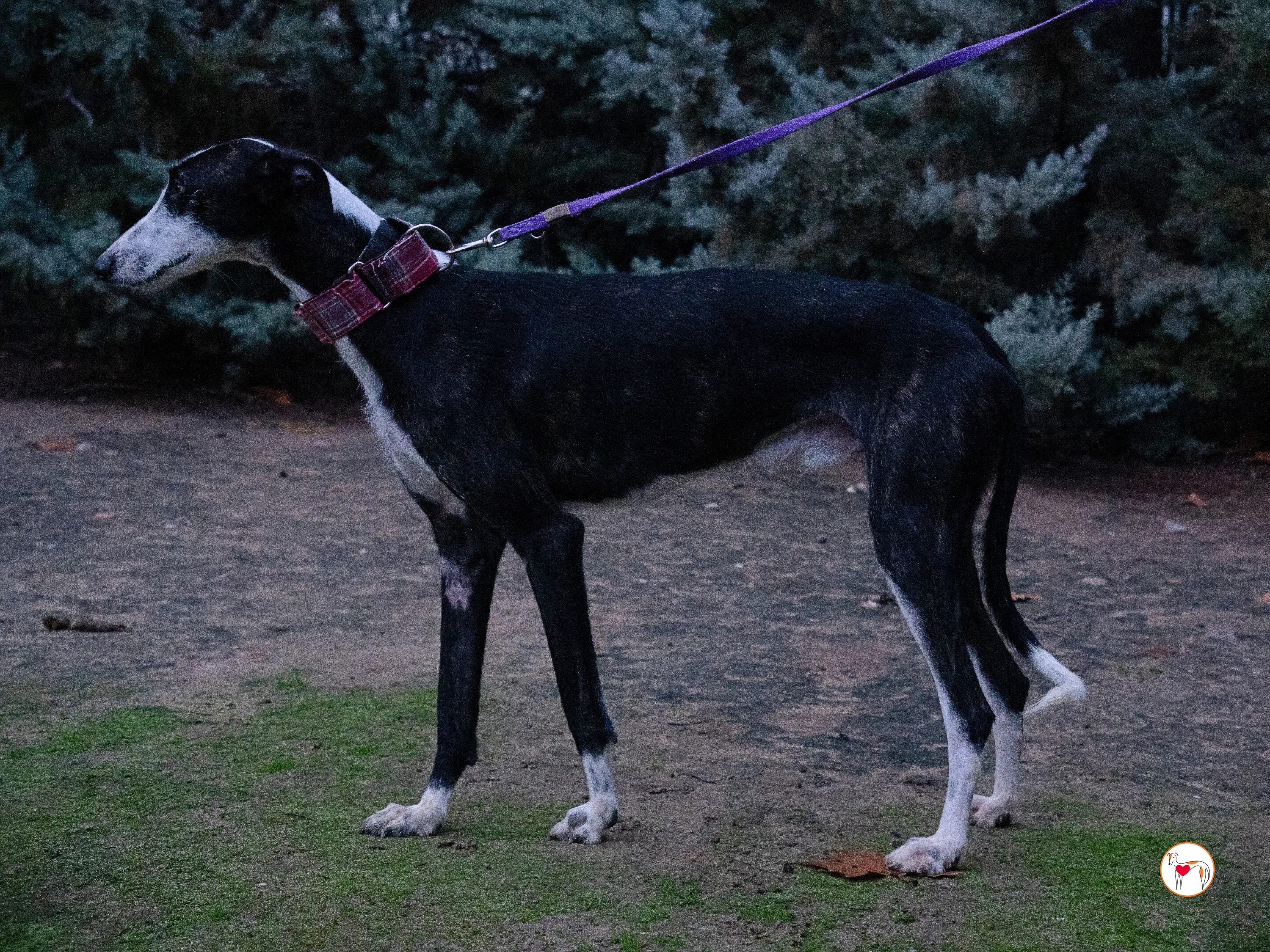 ray galgo adozione 14