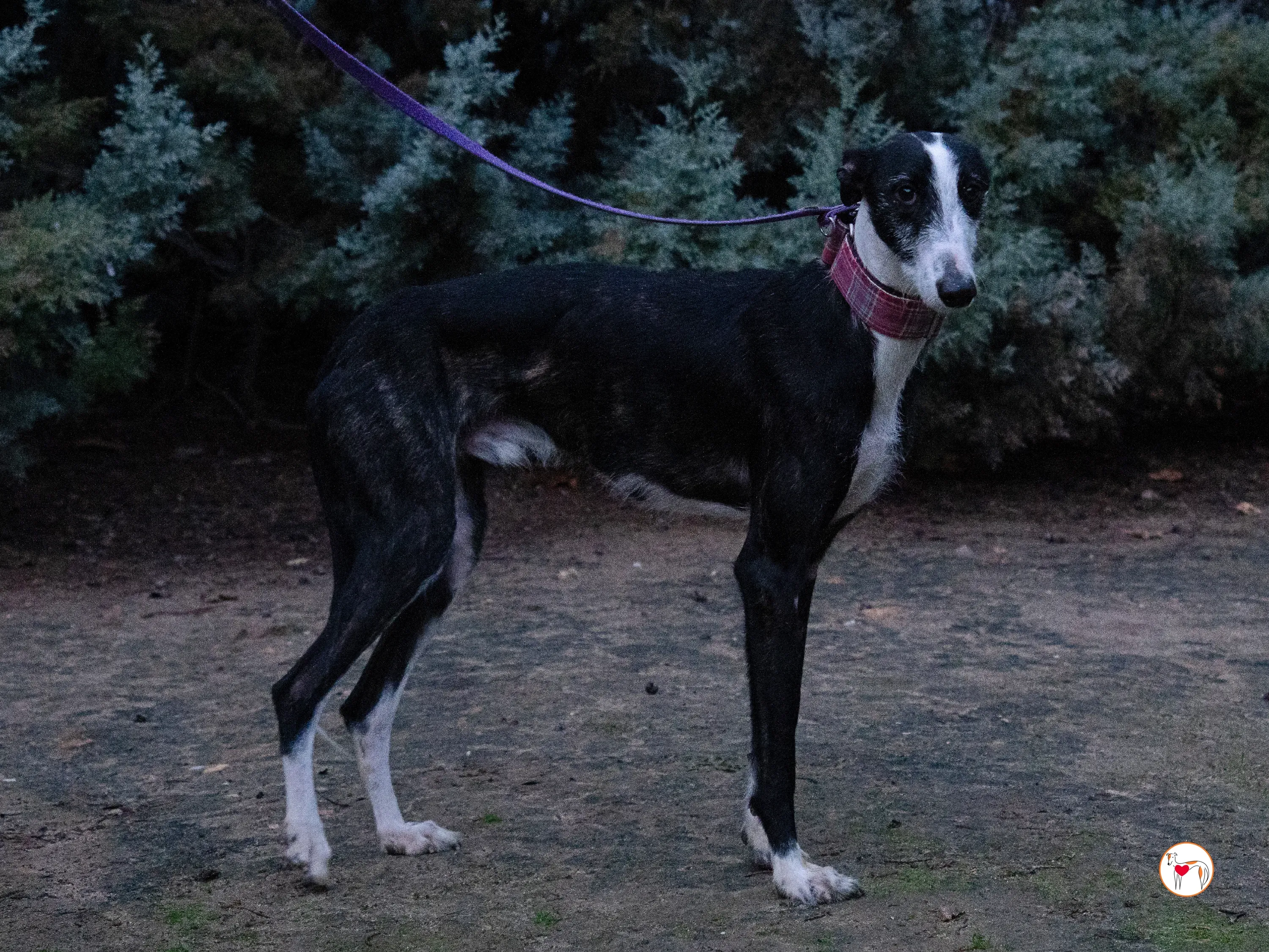 ray galgo adozione 15