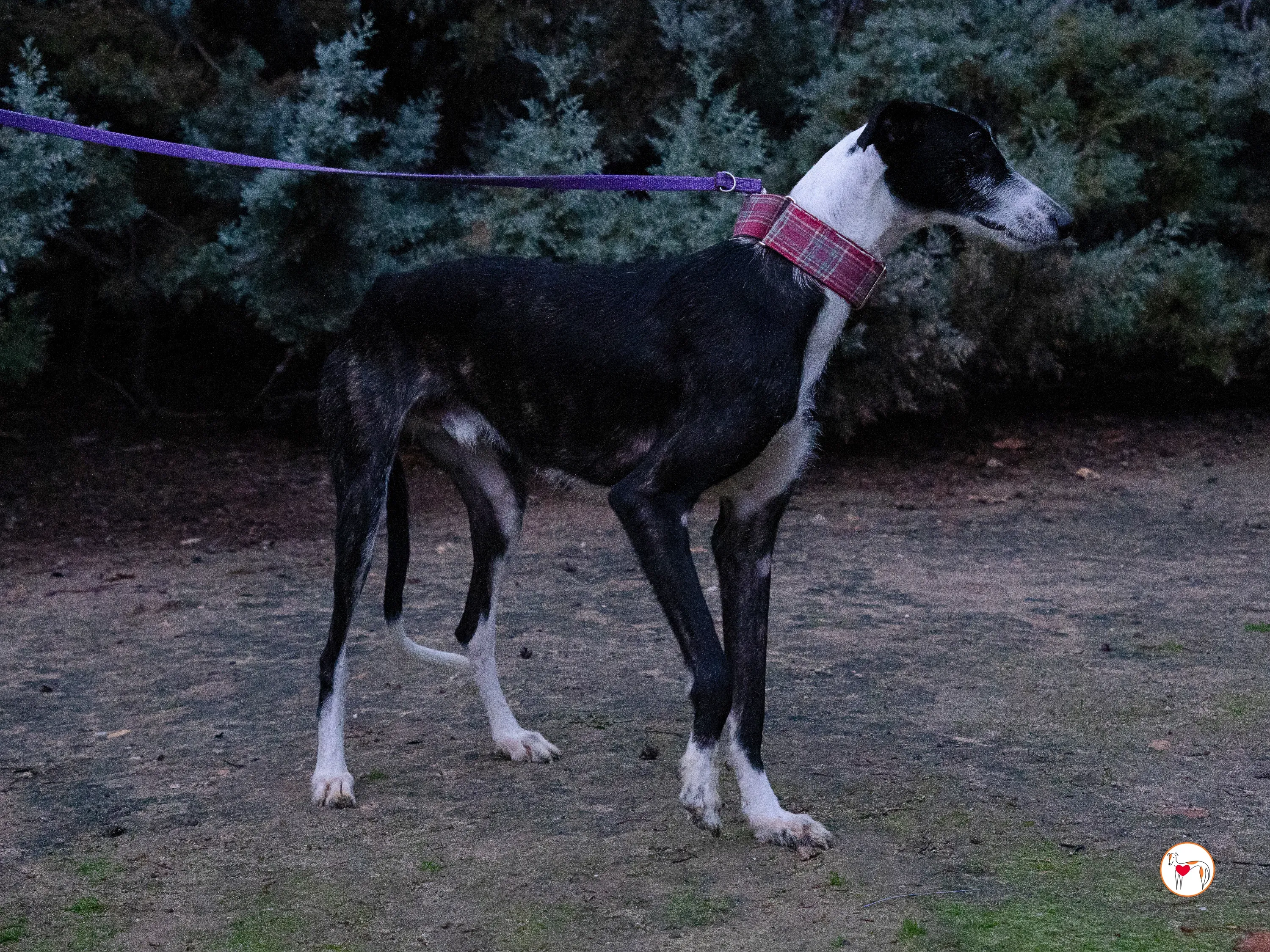 ray galgo adozione 16