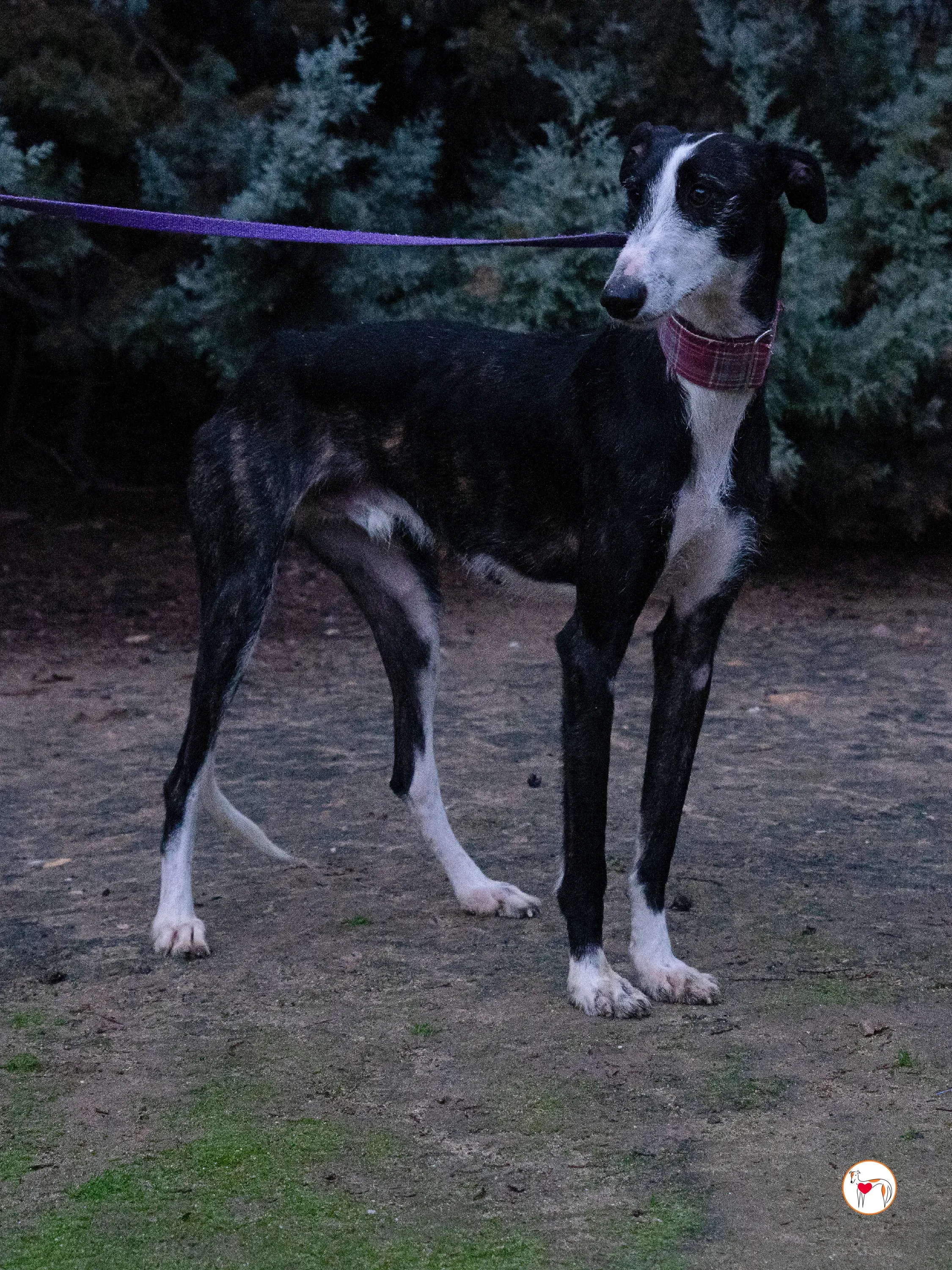 ray galgo adozione 17