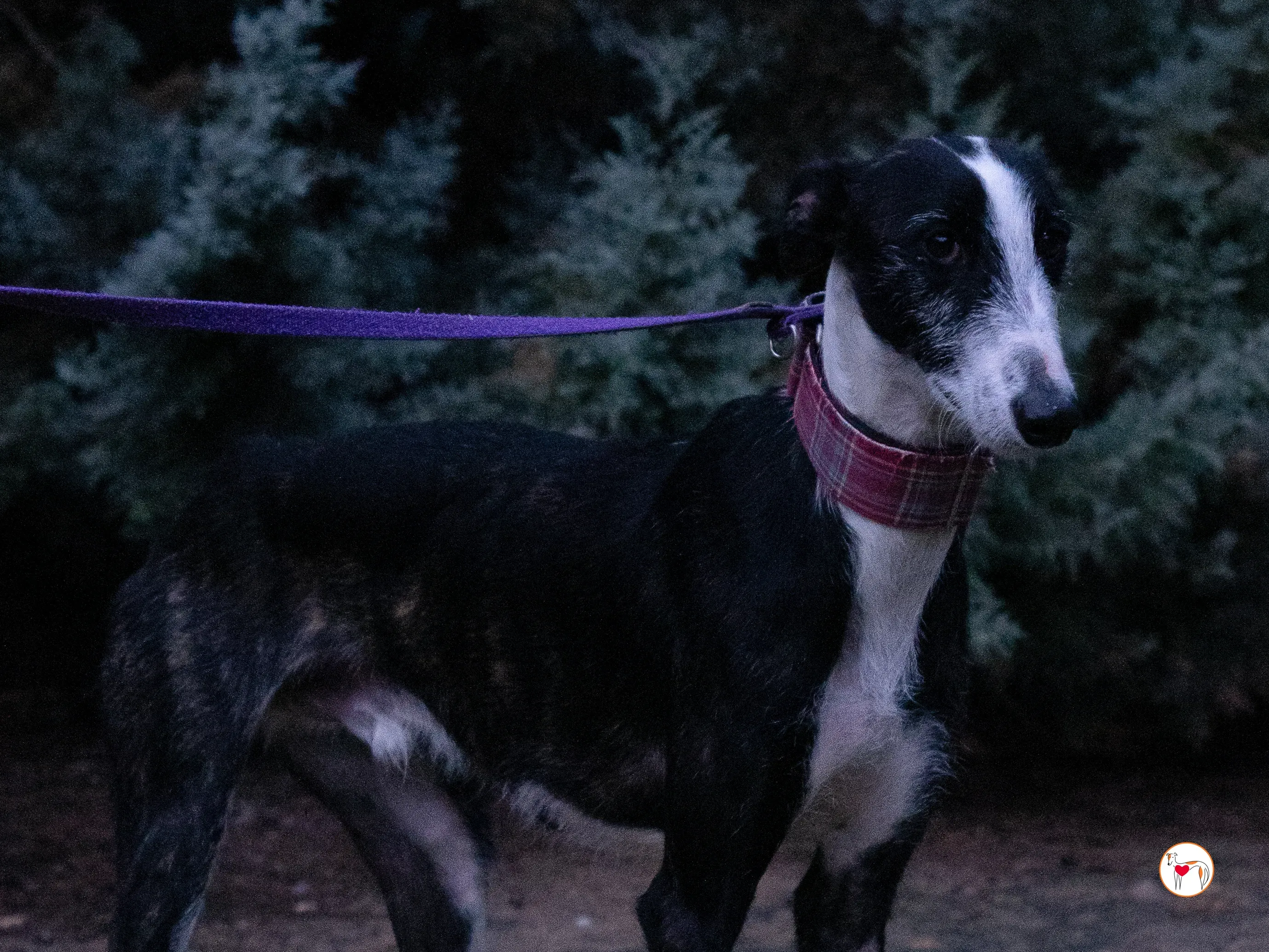 ray galgo adozione 18