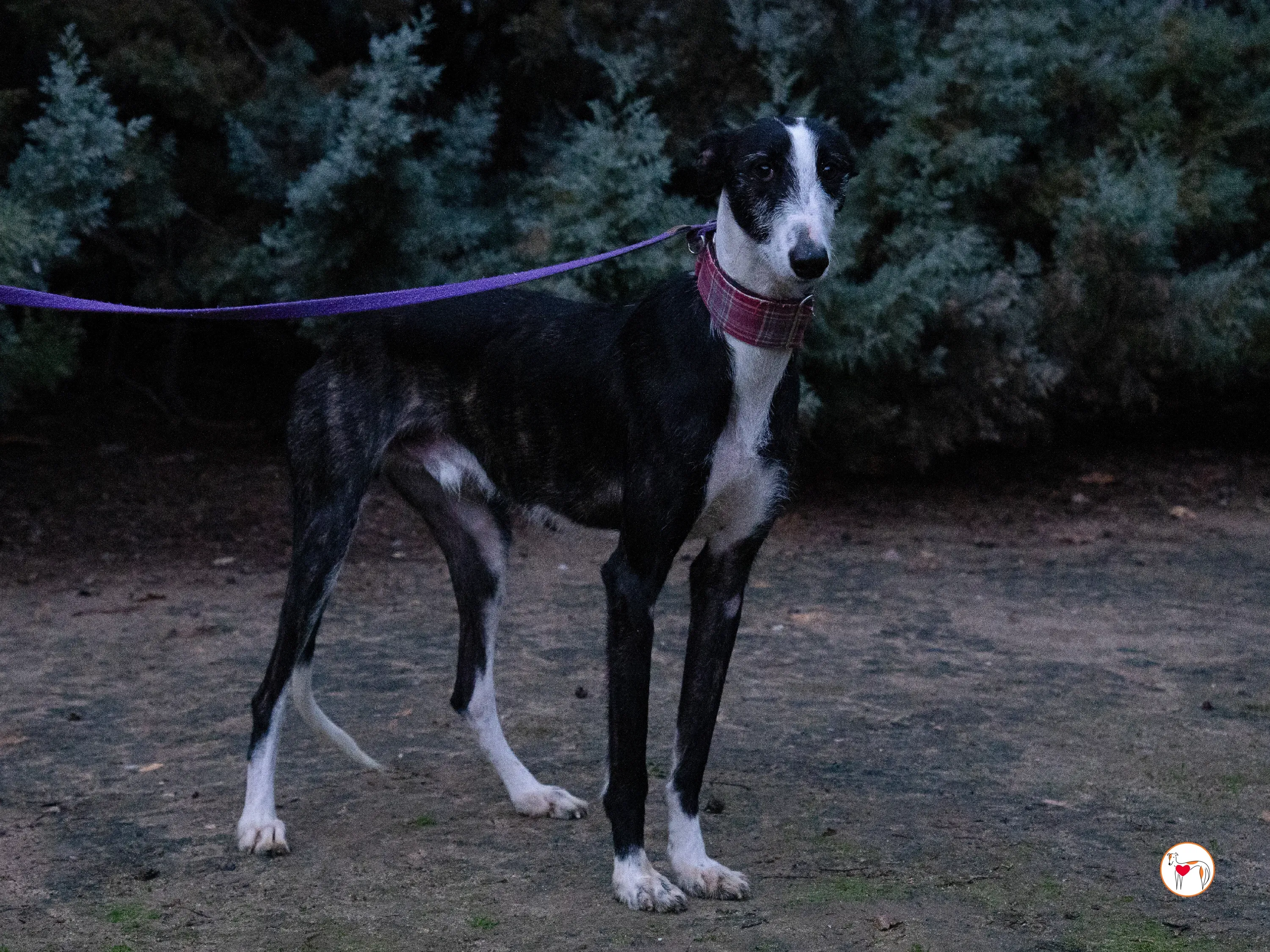 ray galgo adozione 19