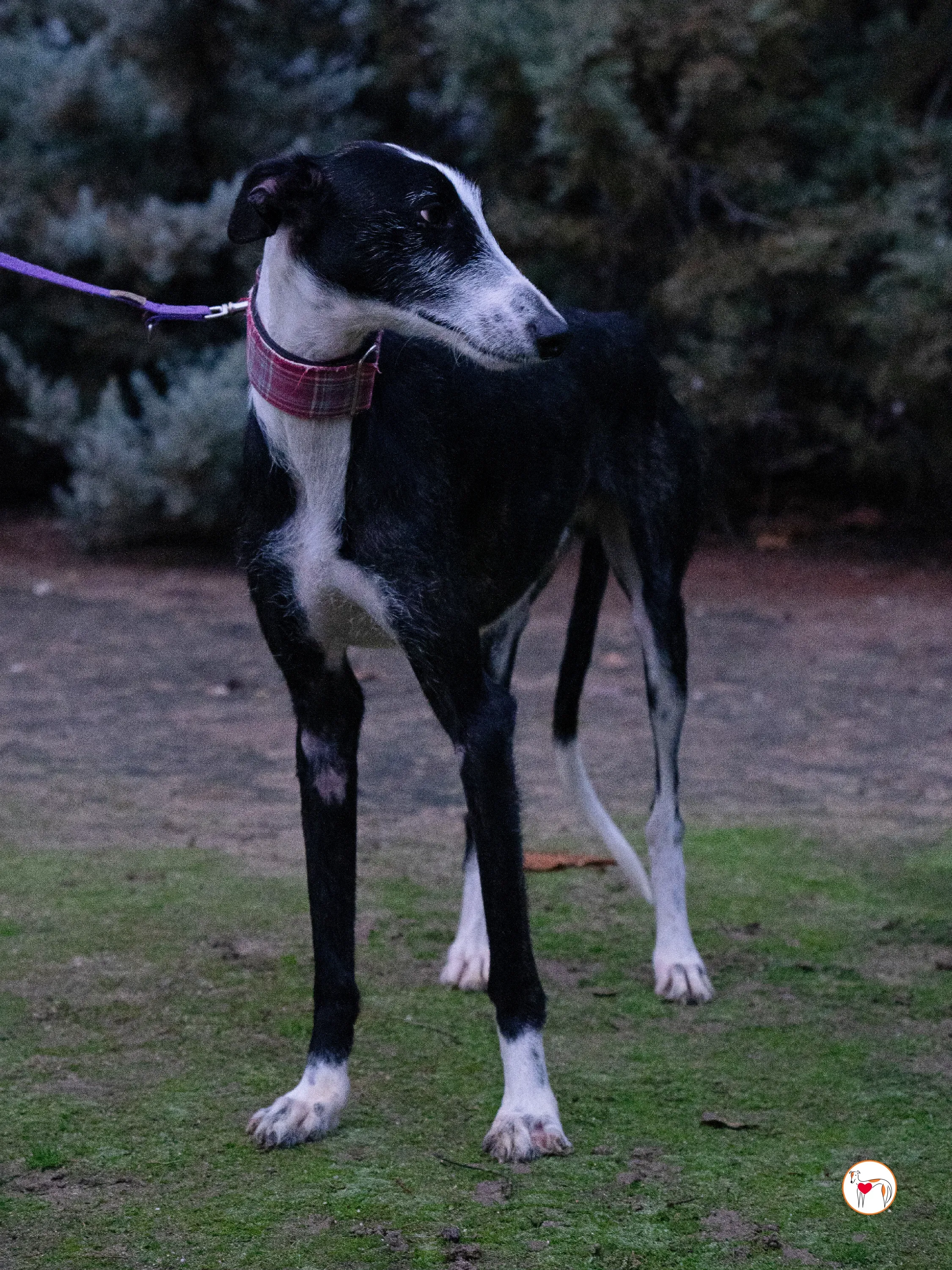 ray galgo adozione 2