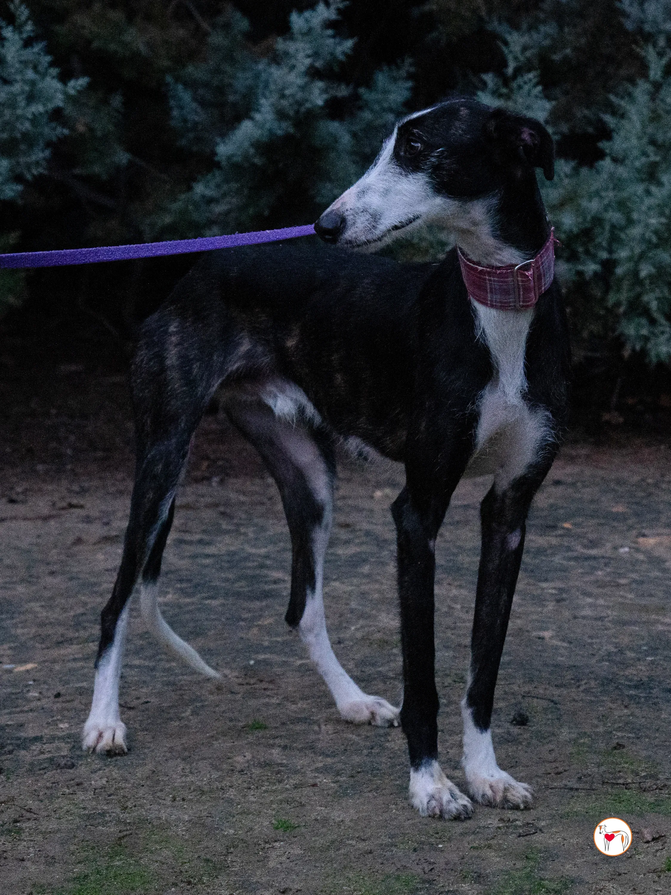 ray galgo adozione 20