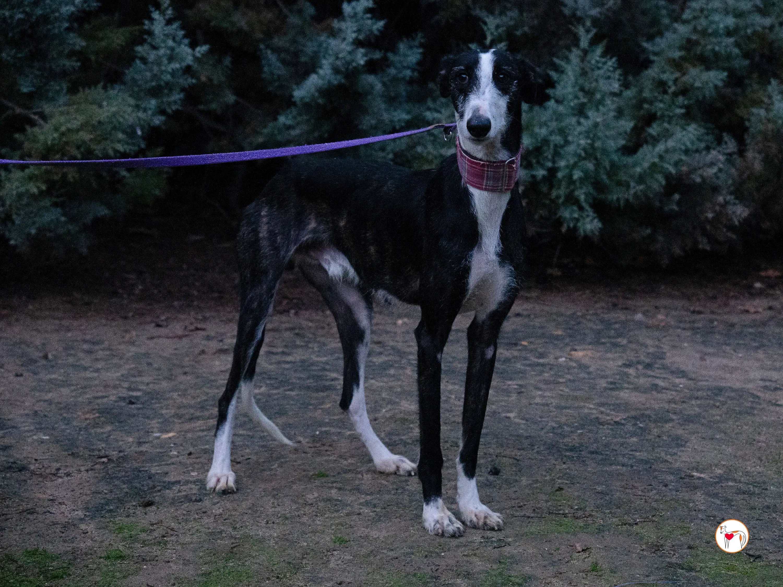 ray galgo adozione 21