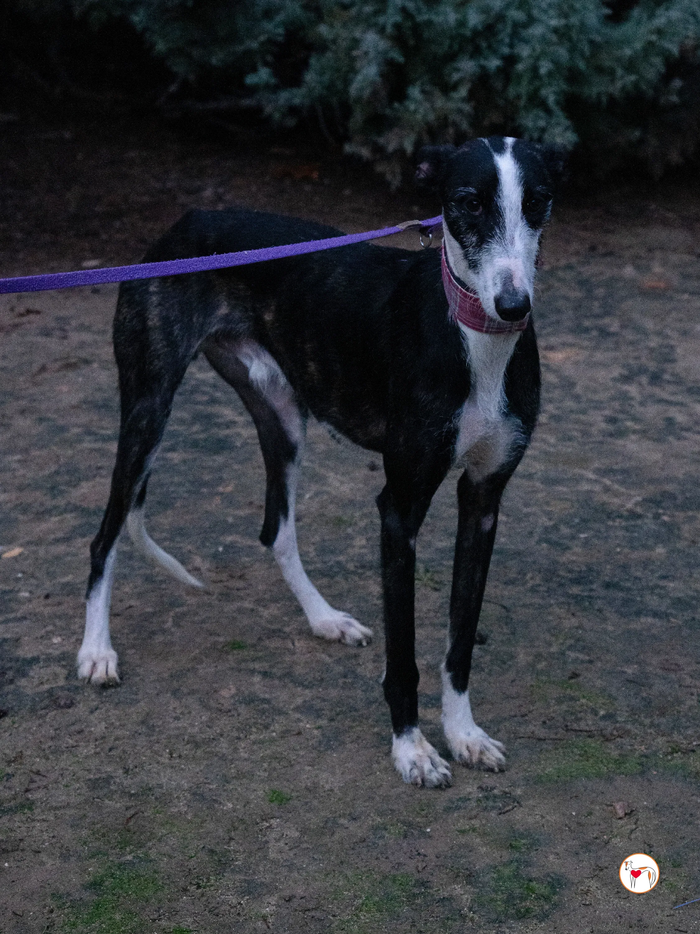 ray galgo adozione 22