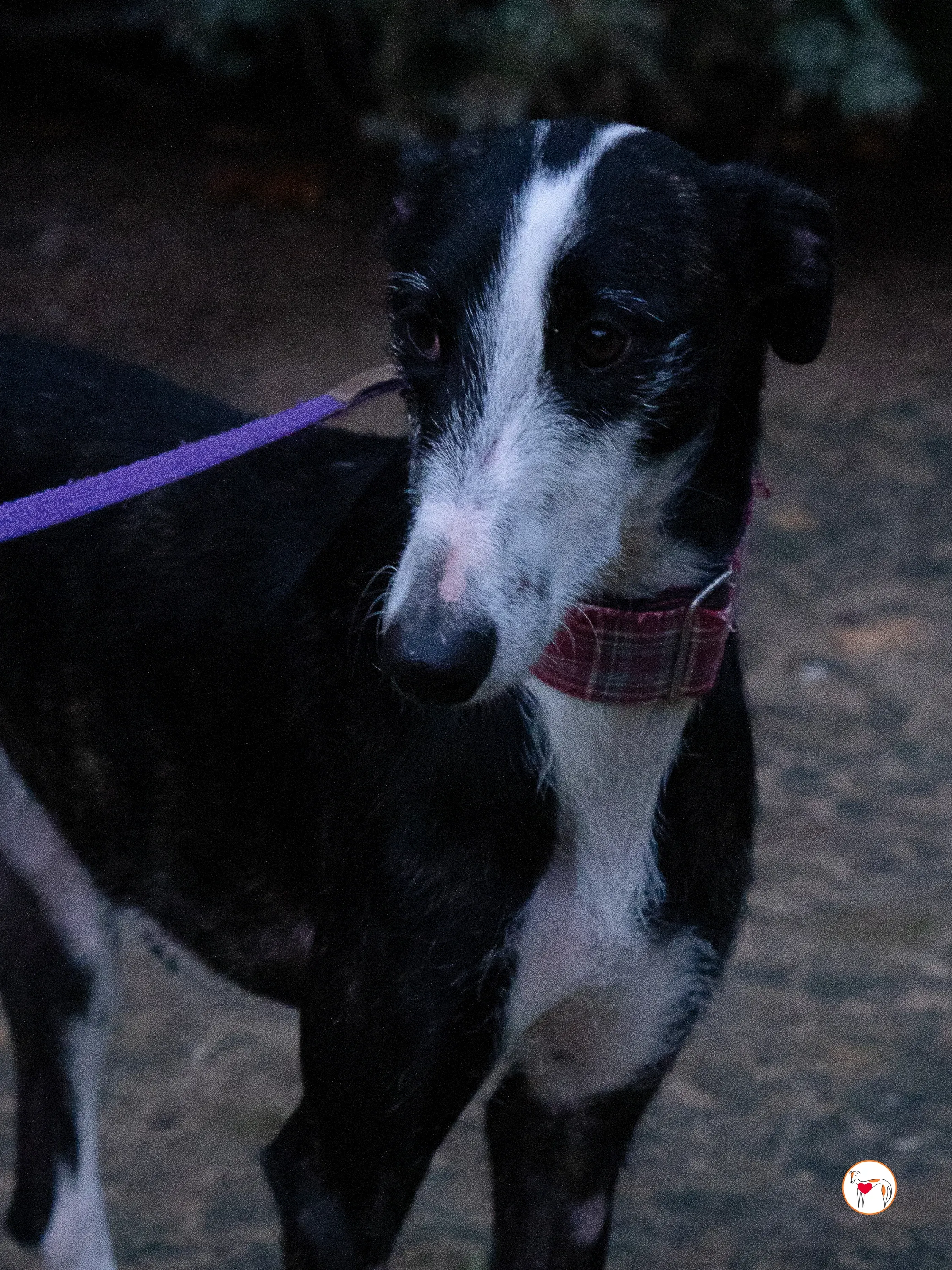 ray galgo adozione 23