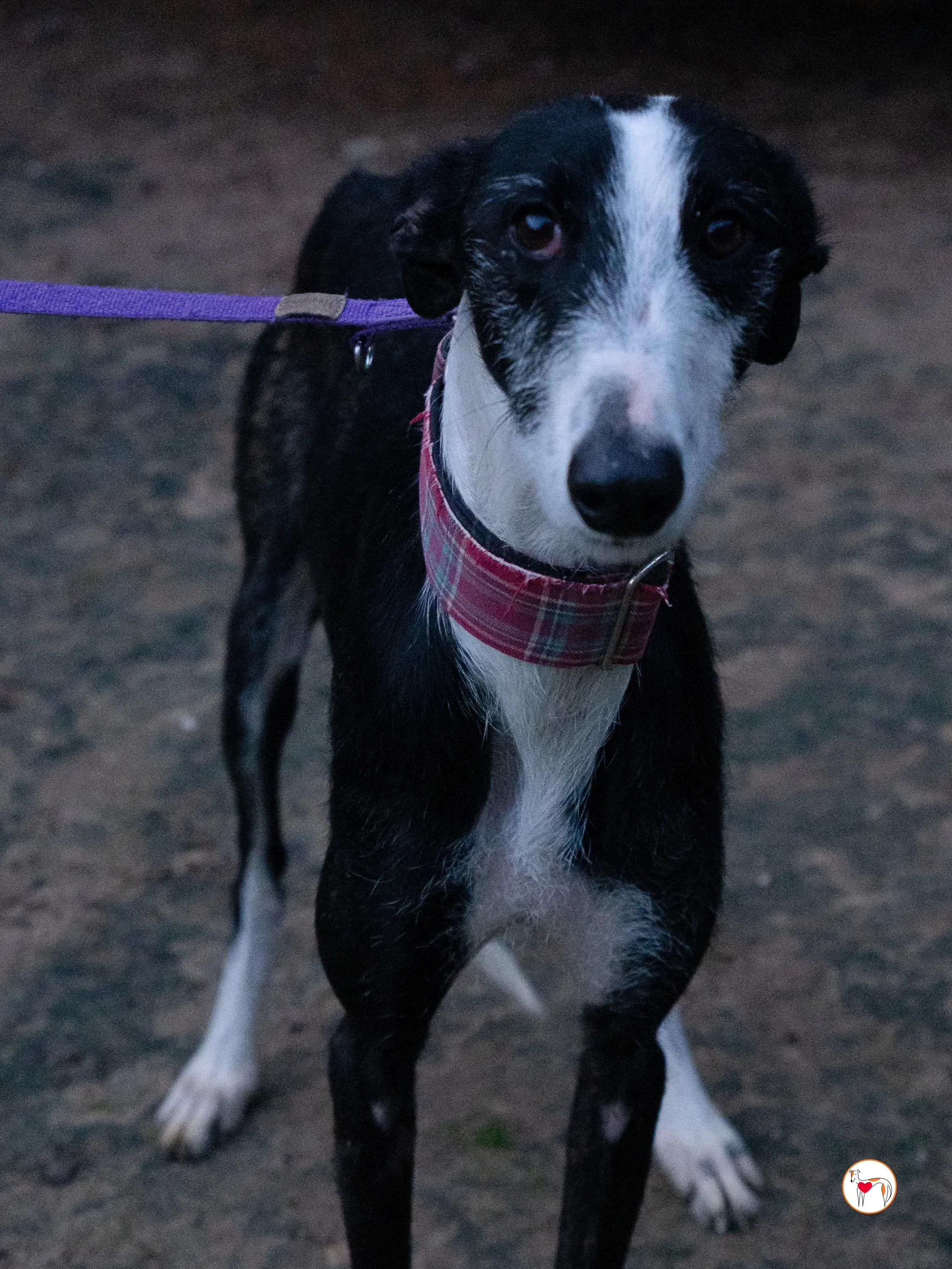 ray galgo adozione 24