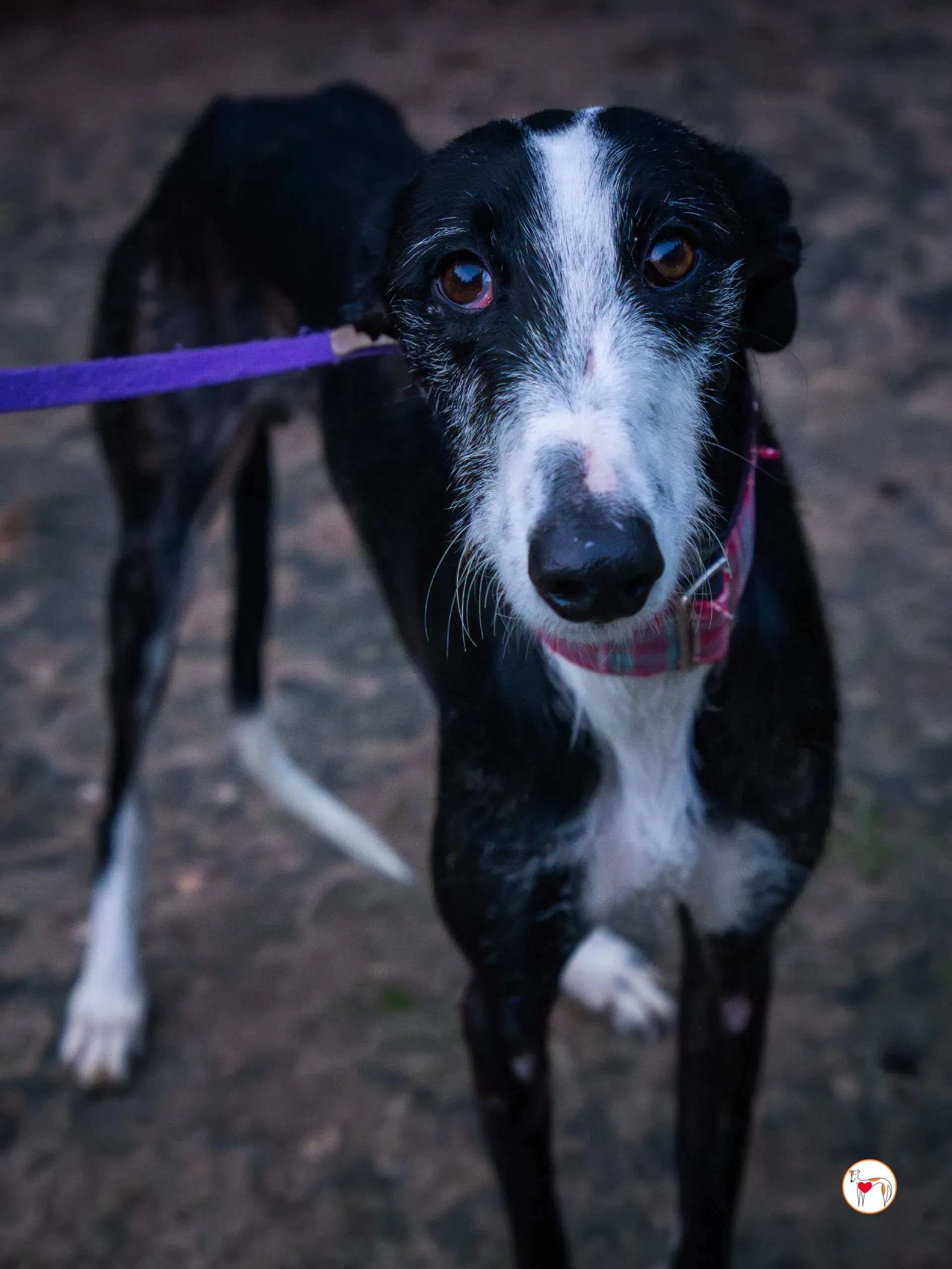 ray galgo adozione 25 scaled