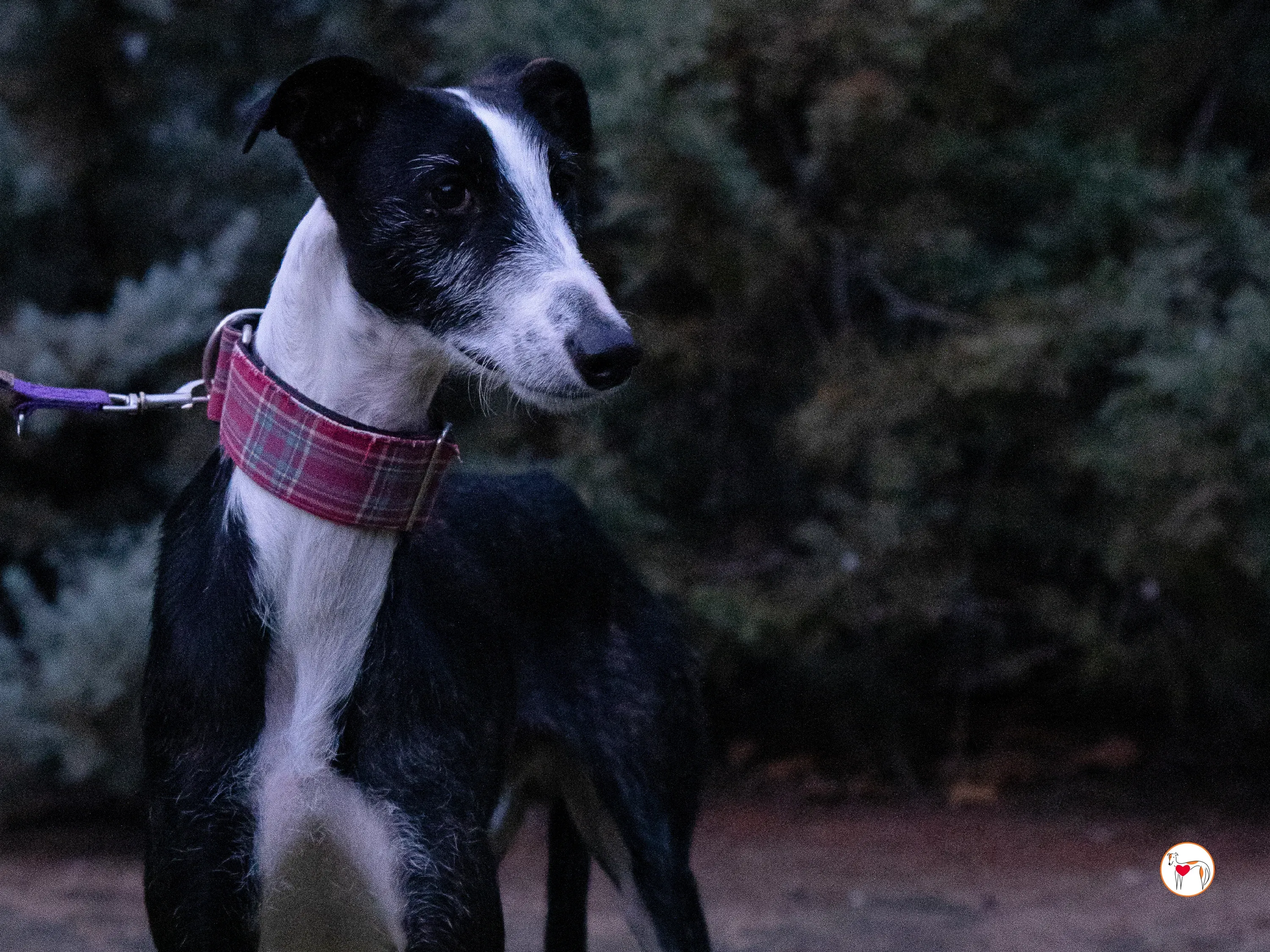 ray galgo adozione 3