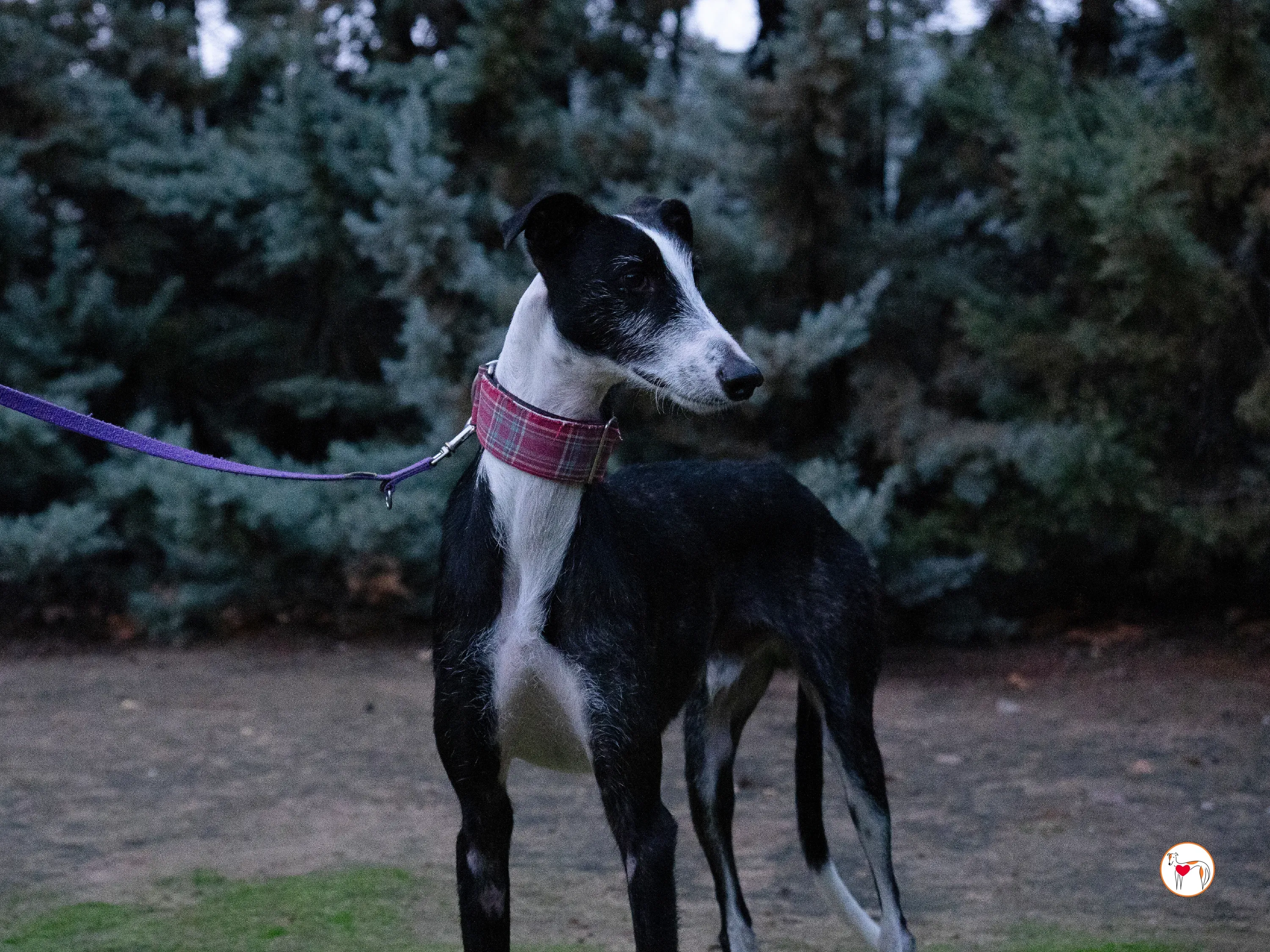 ray galgo adozione 4