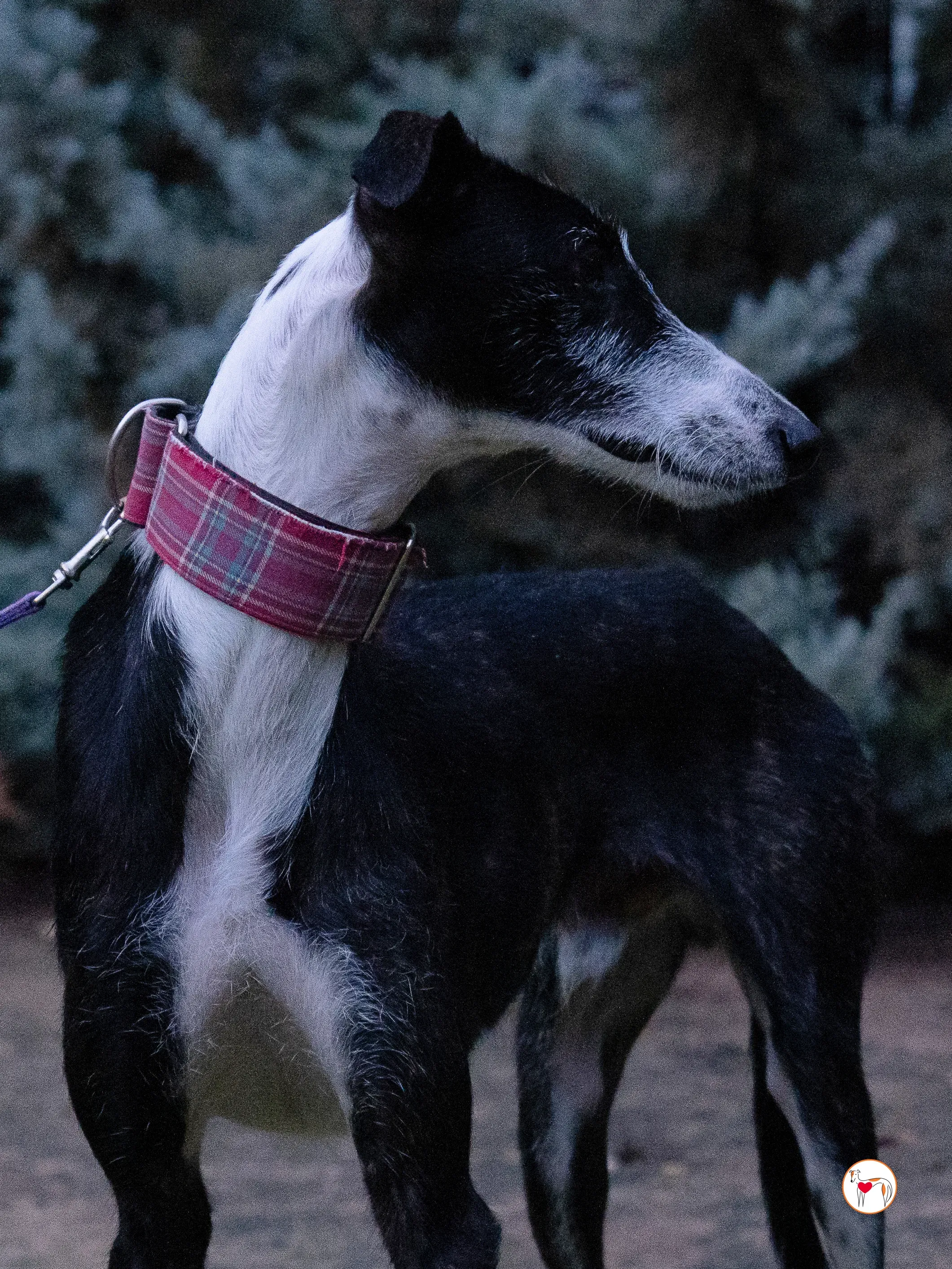 ray galgo adozione 5